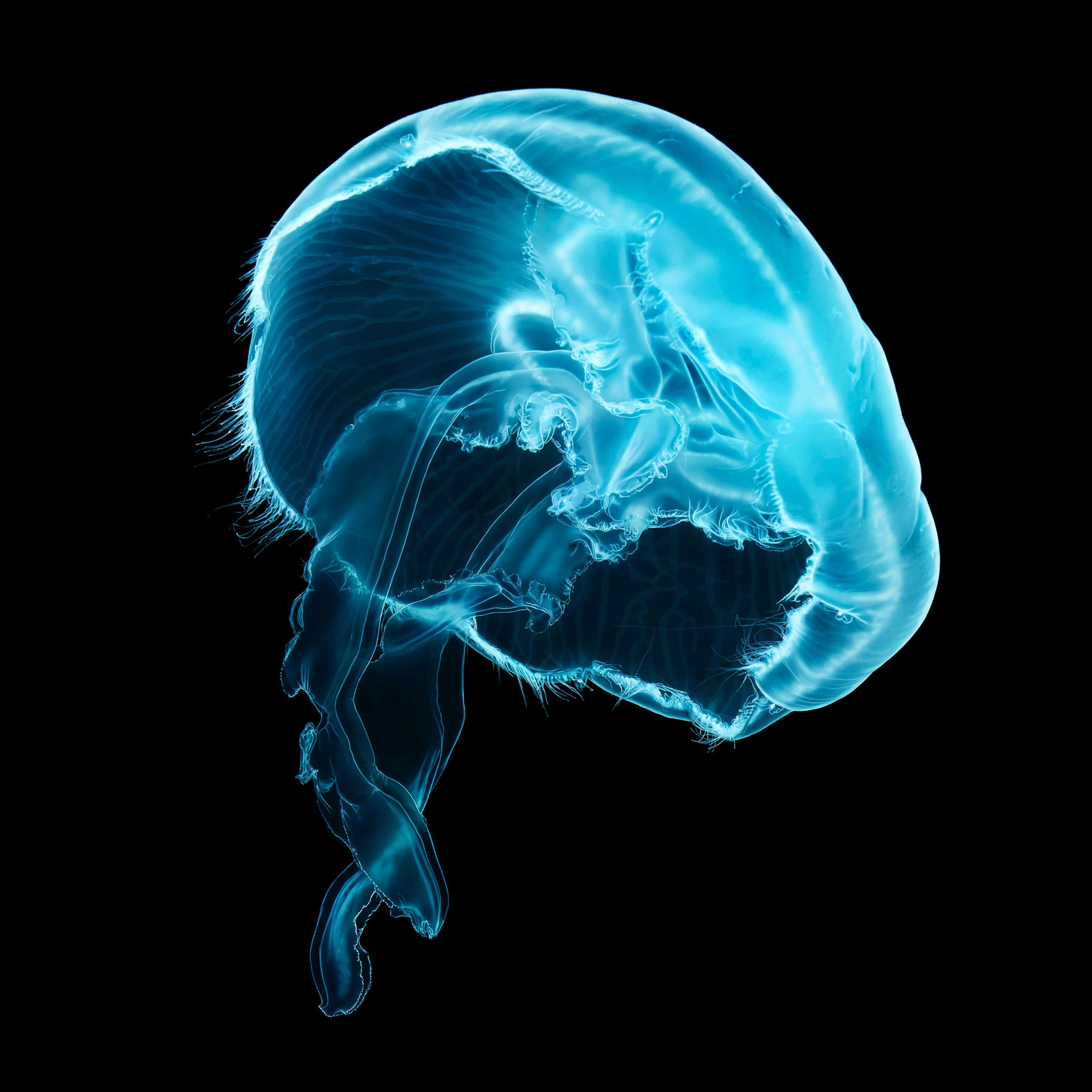 Andrew Zuckerman - Ocean - 26