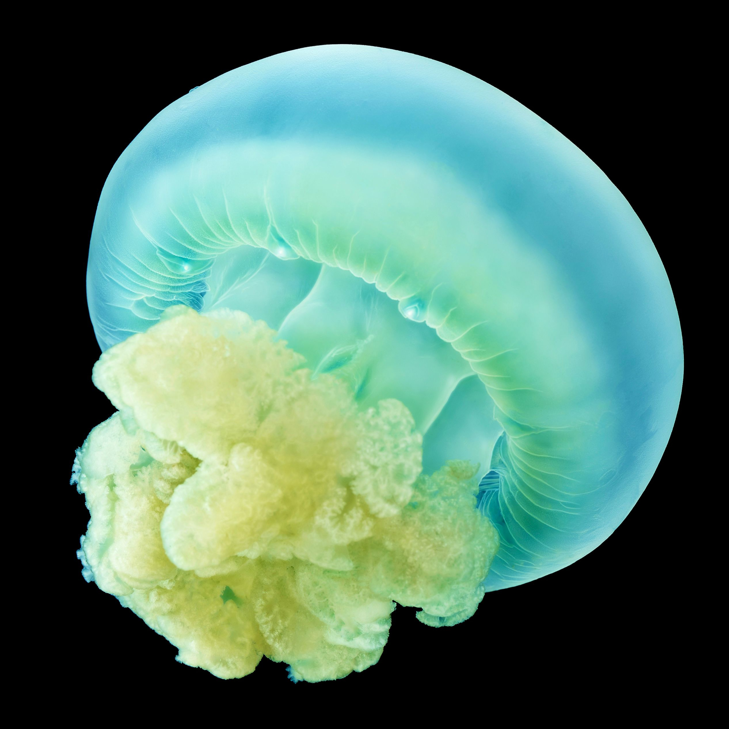 Andrew Zuckerman - Ocean - 44