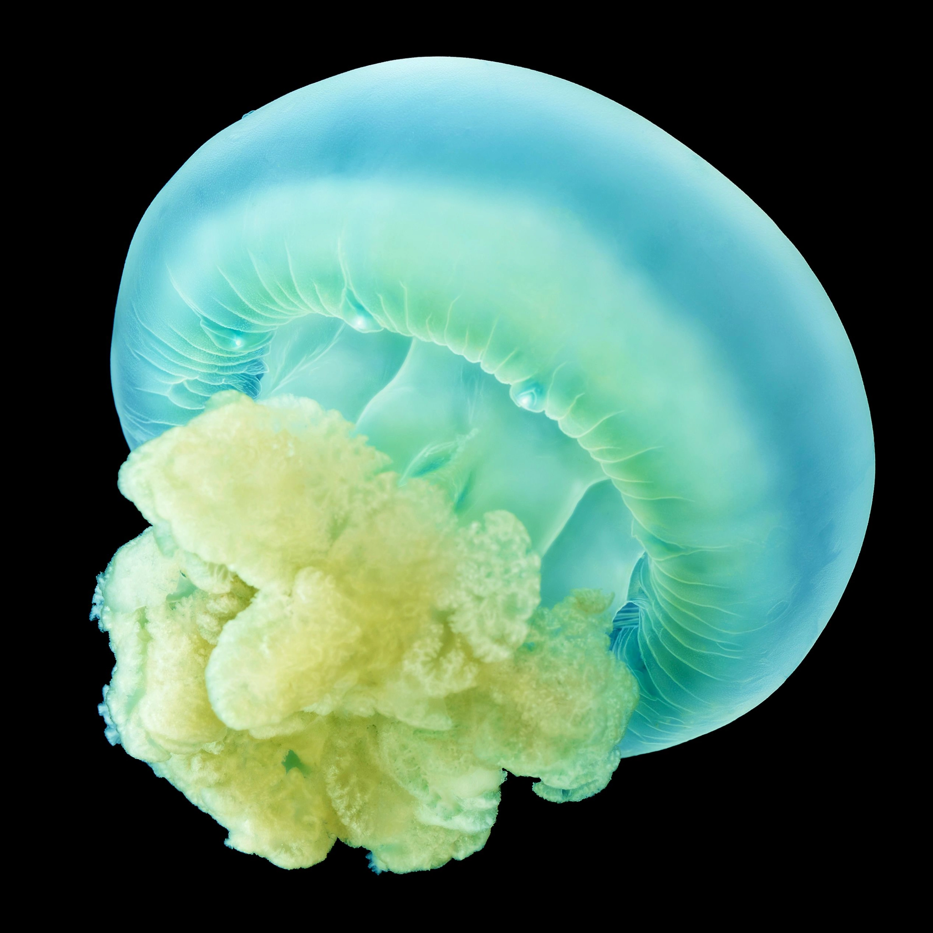 Andrew Zuckerman - Ocean - 44