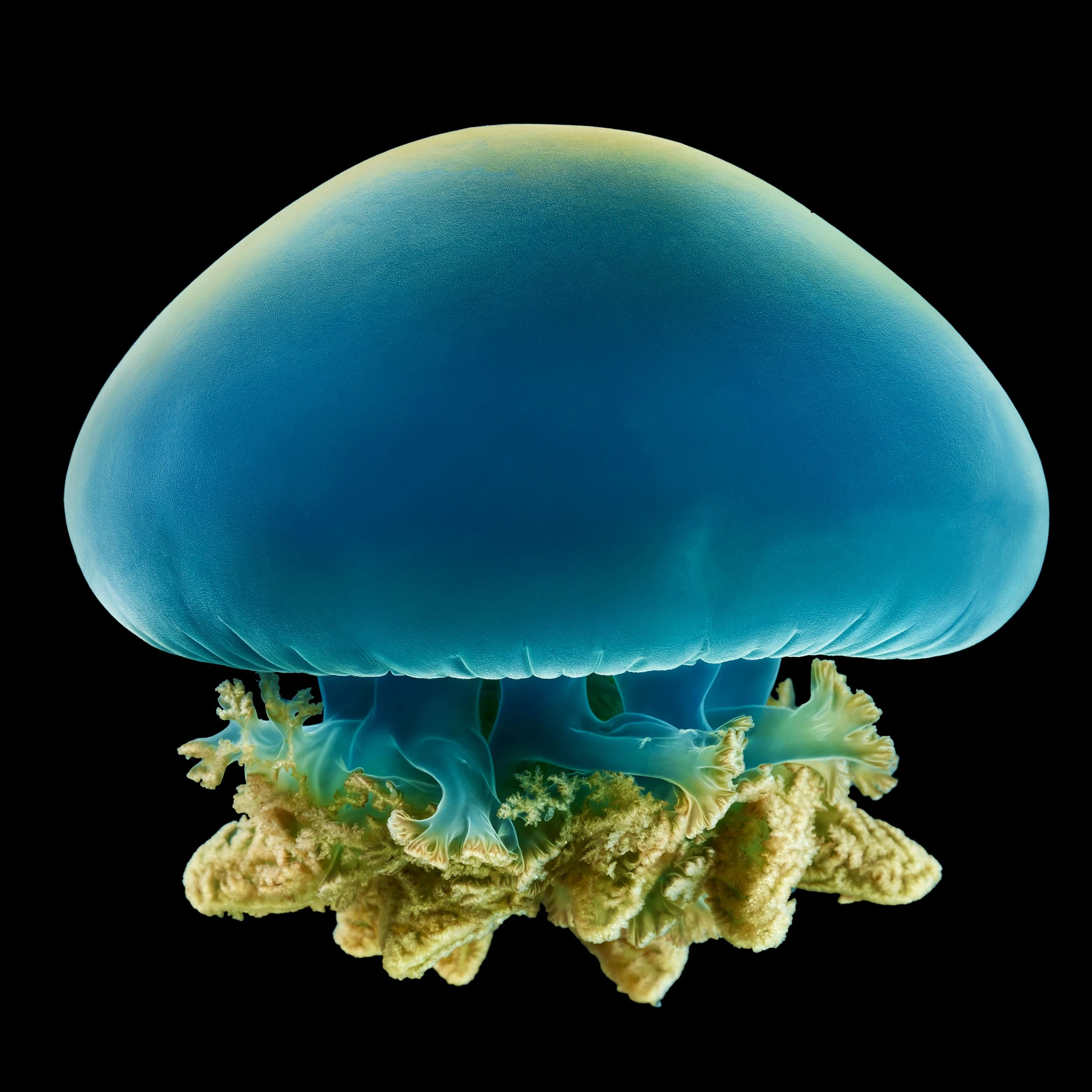 Andrew Zuckerman - Ocean - 40