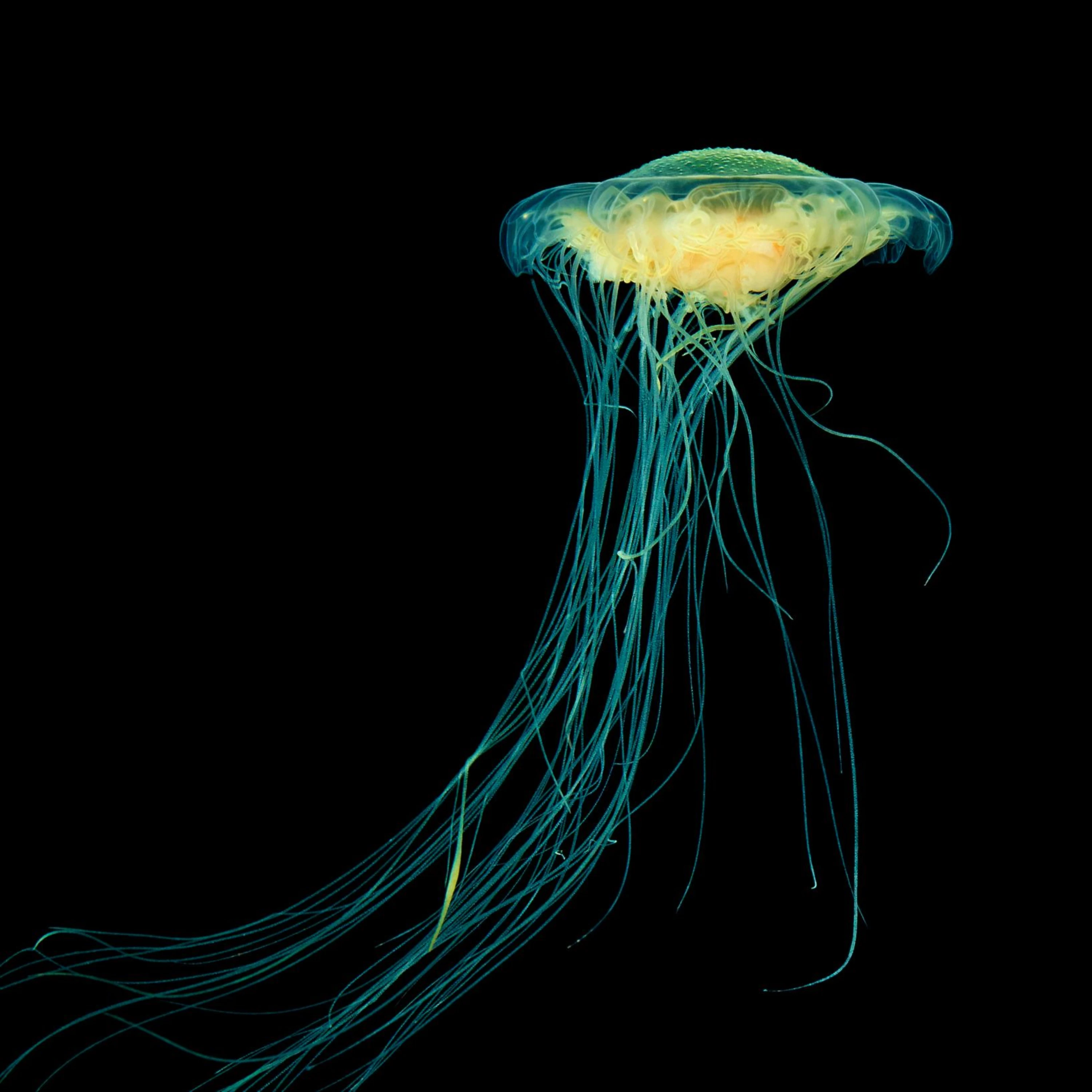 Andrew Zuckerman - Ocean - 6