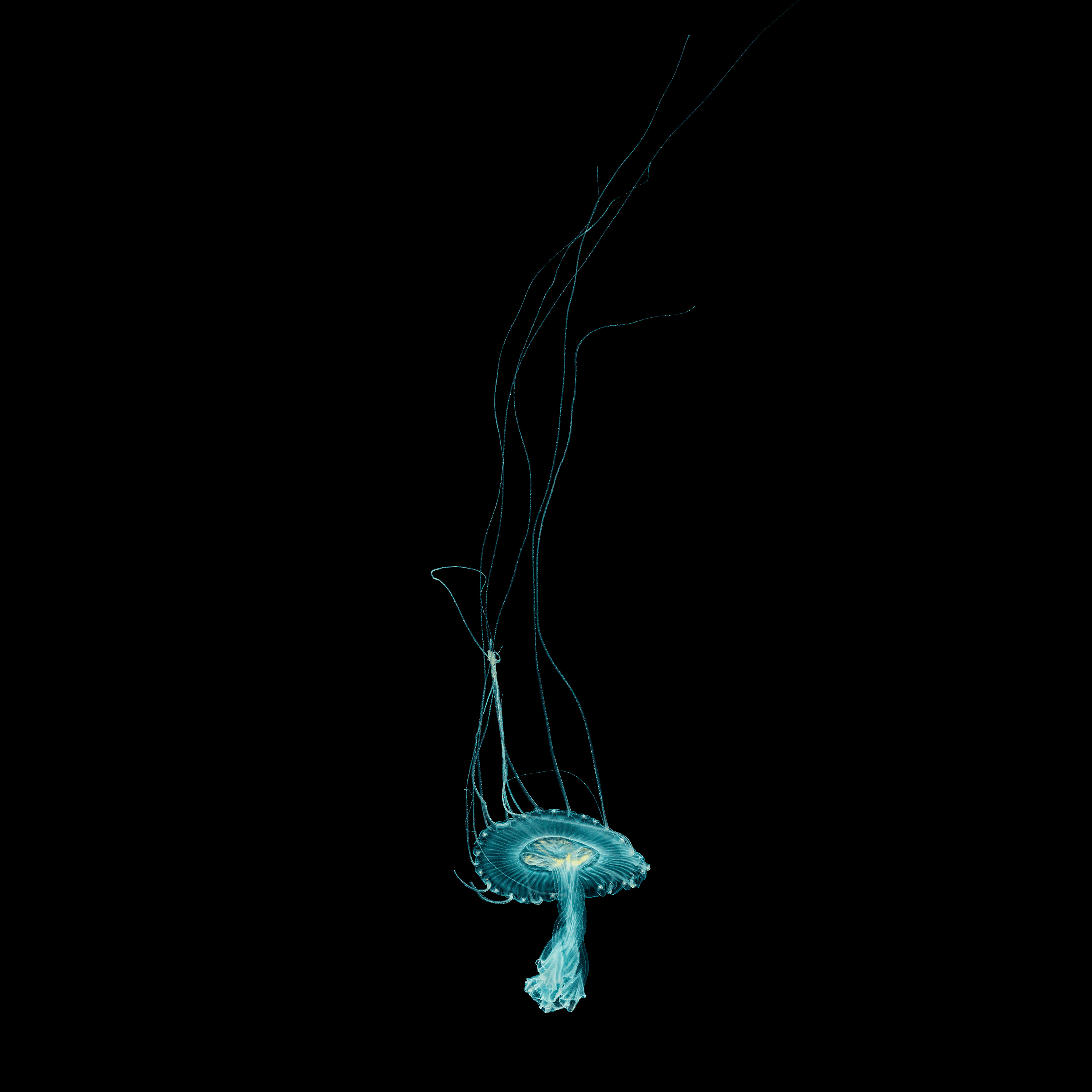 Andrew Zuckerman - Ocean - 12
