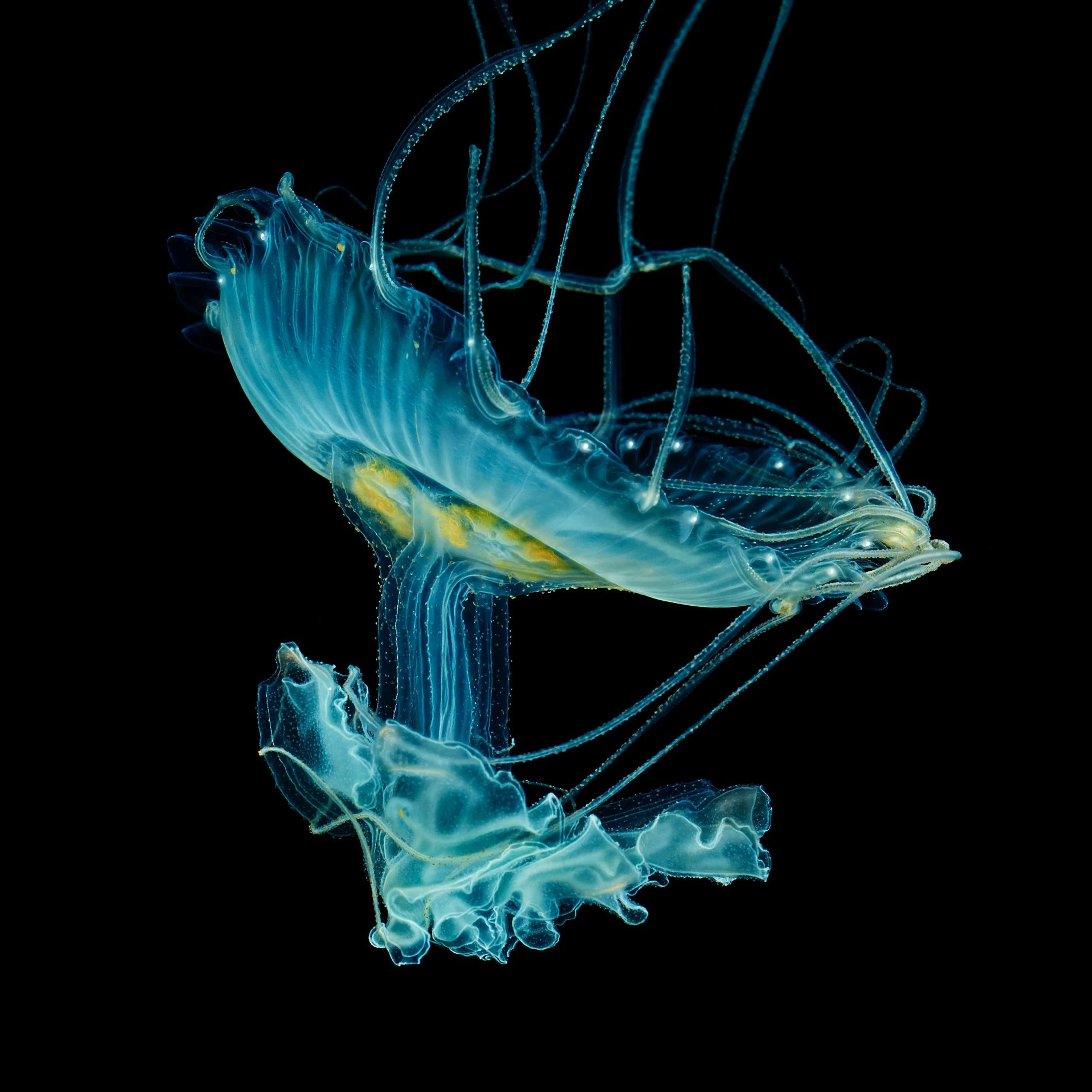 Andrew Zuckerman - Ocean - 45