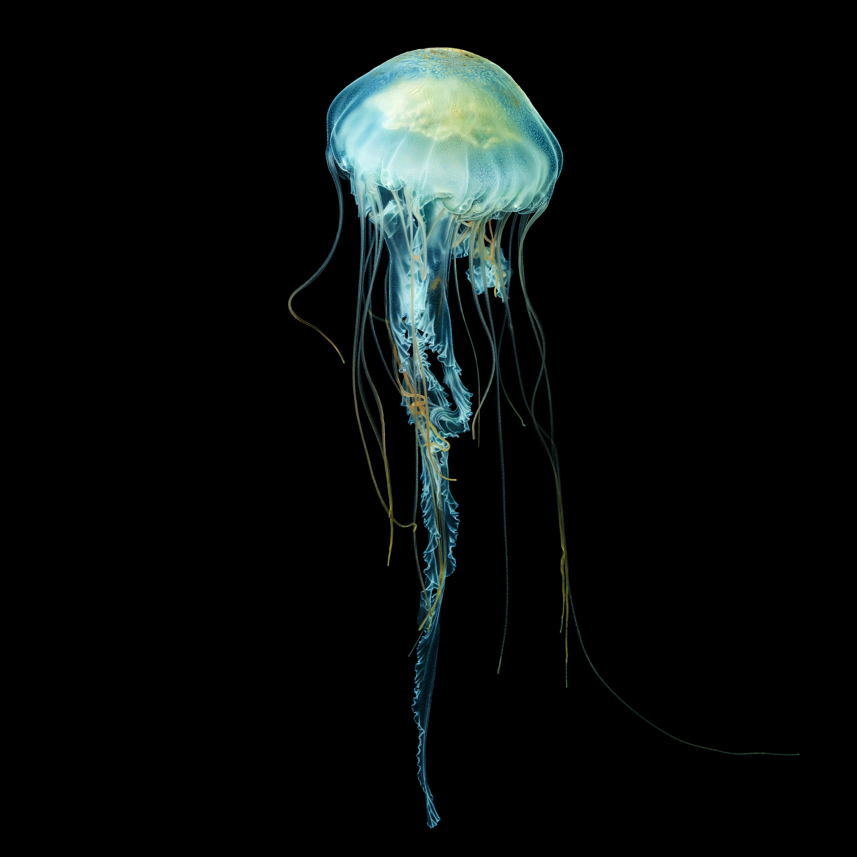 Andrew Zuckerman - Ocean - 39