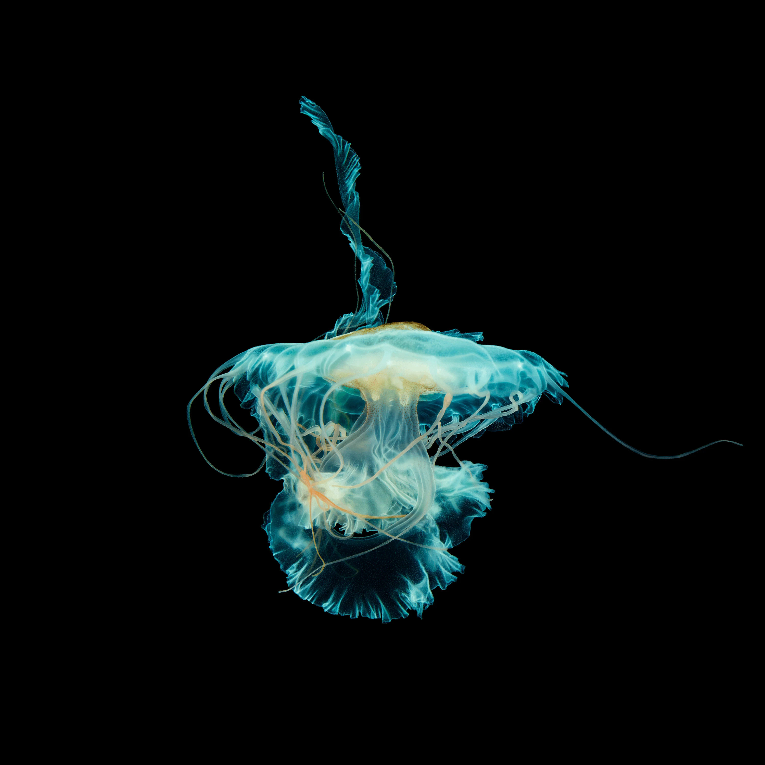 Andrew Zuckerman - Ocean - 2