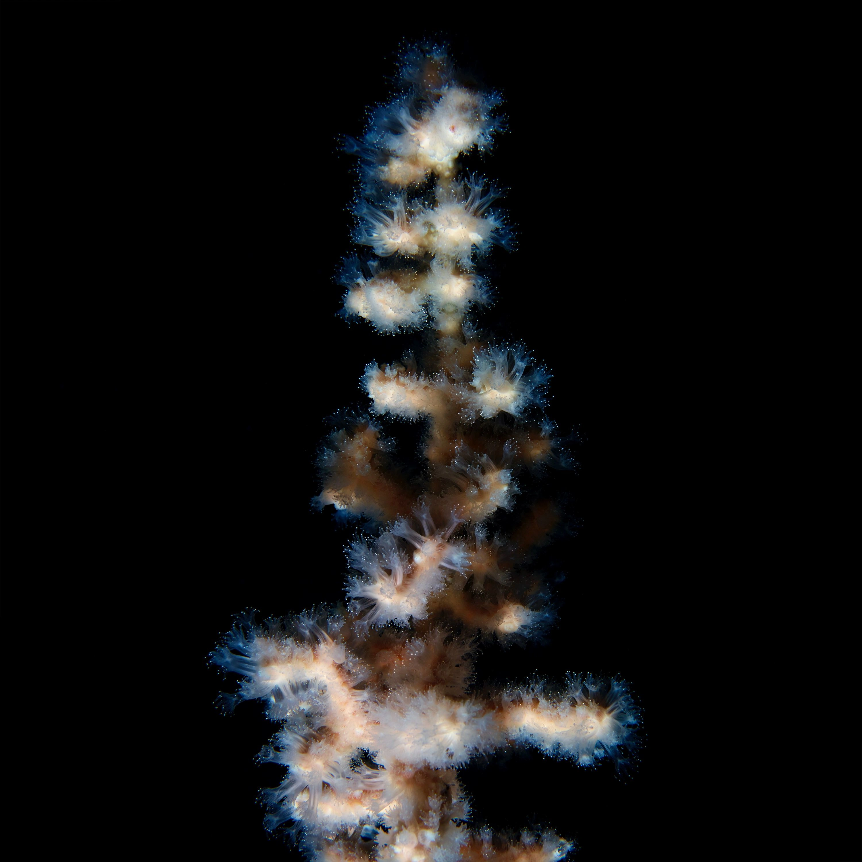 Andrew Zuckerman - Ocean - 37