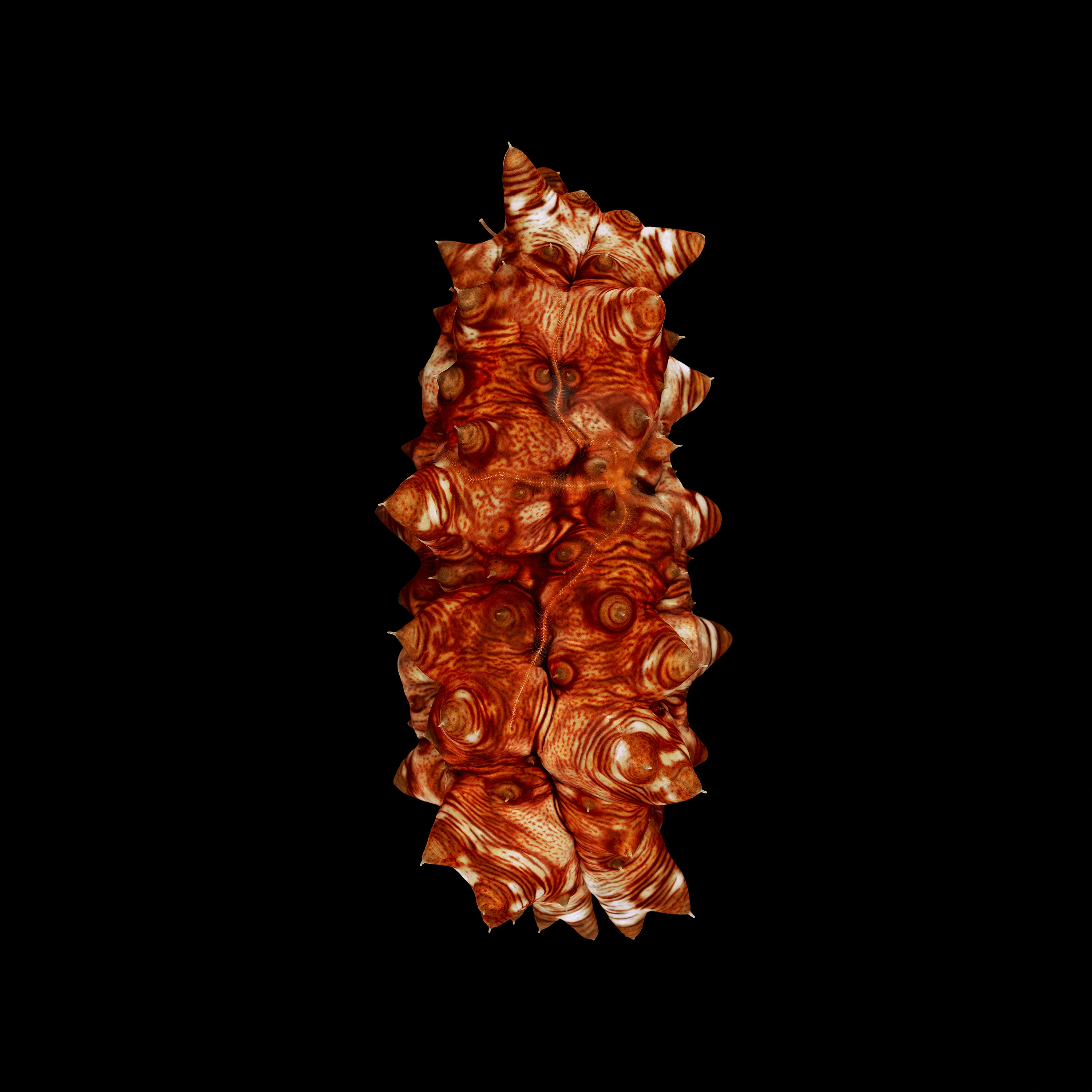 Andrew Zuckerman - Ocean - 13