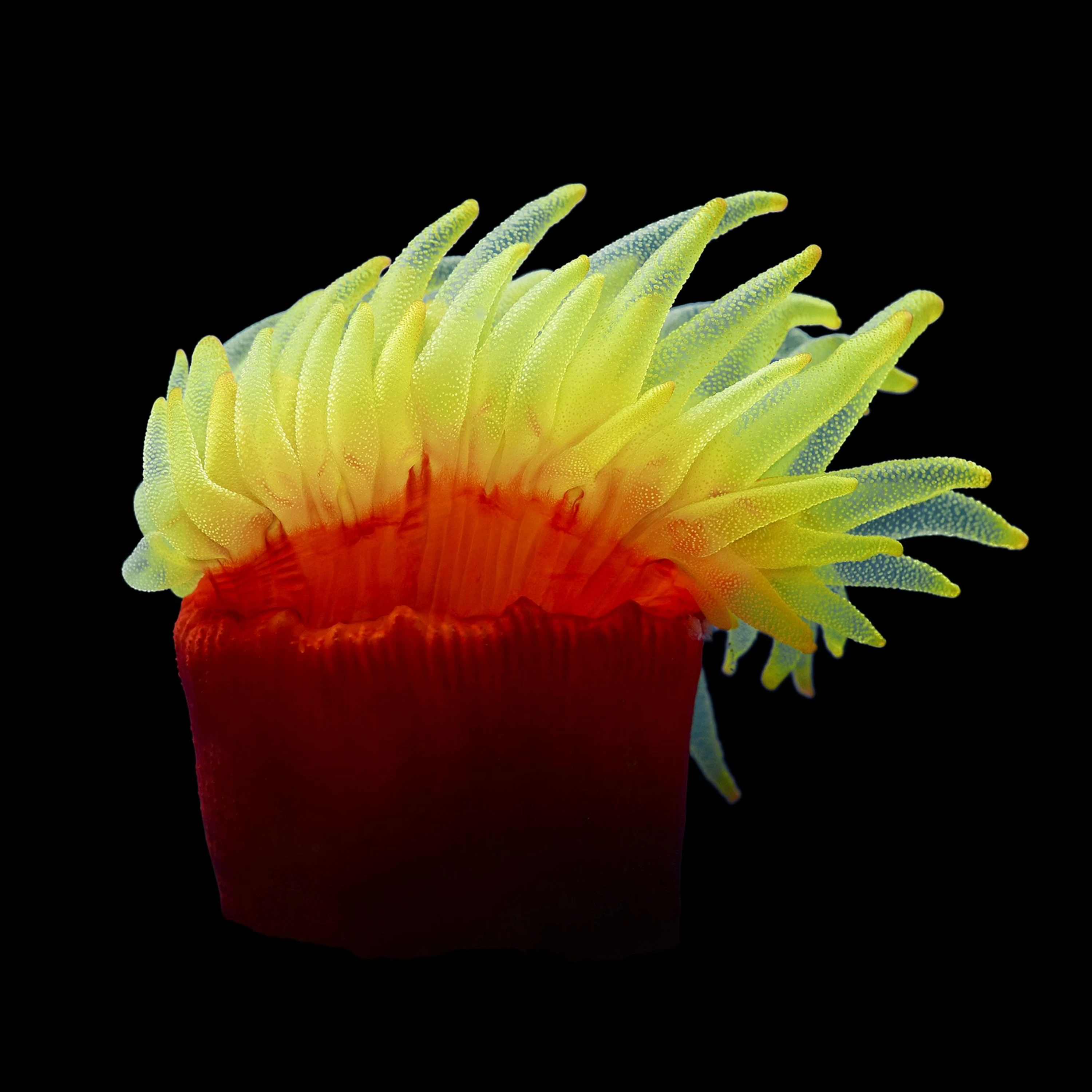 Andrew Zuckerman - Ocean - 38