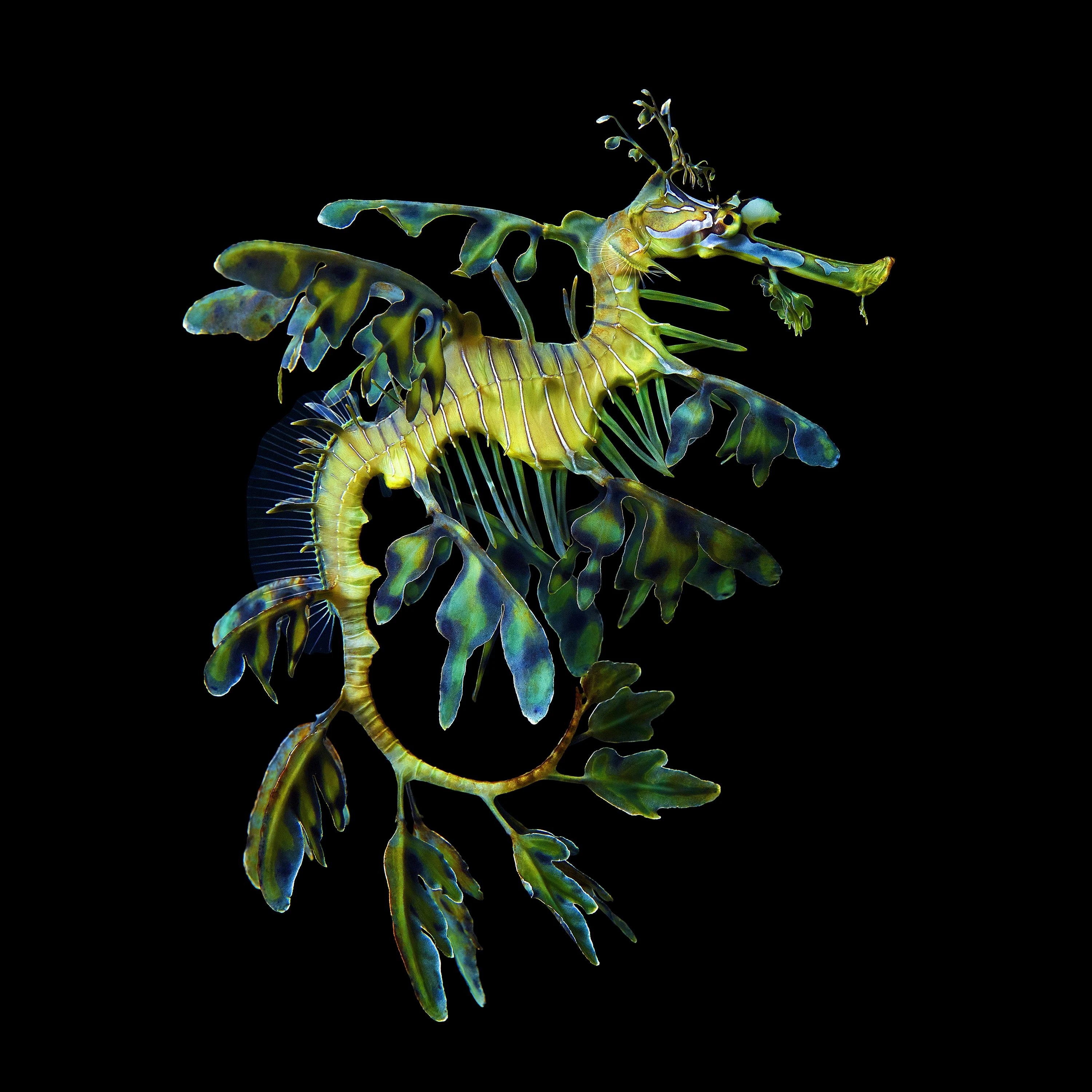 Andrew Zuckerman - Ocean - 0