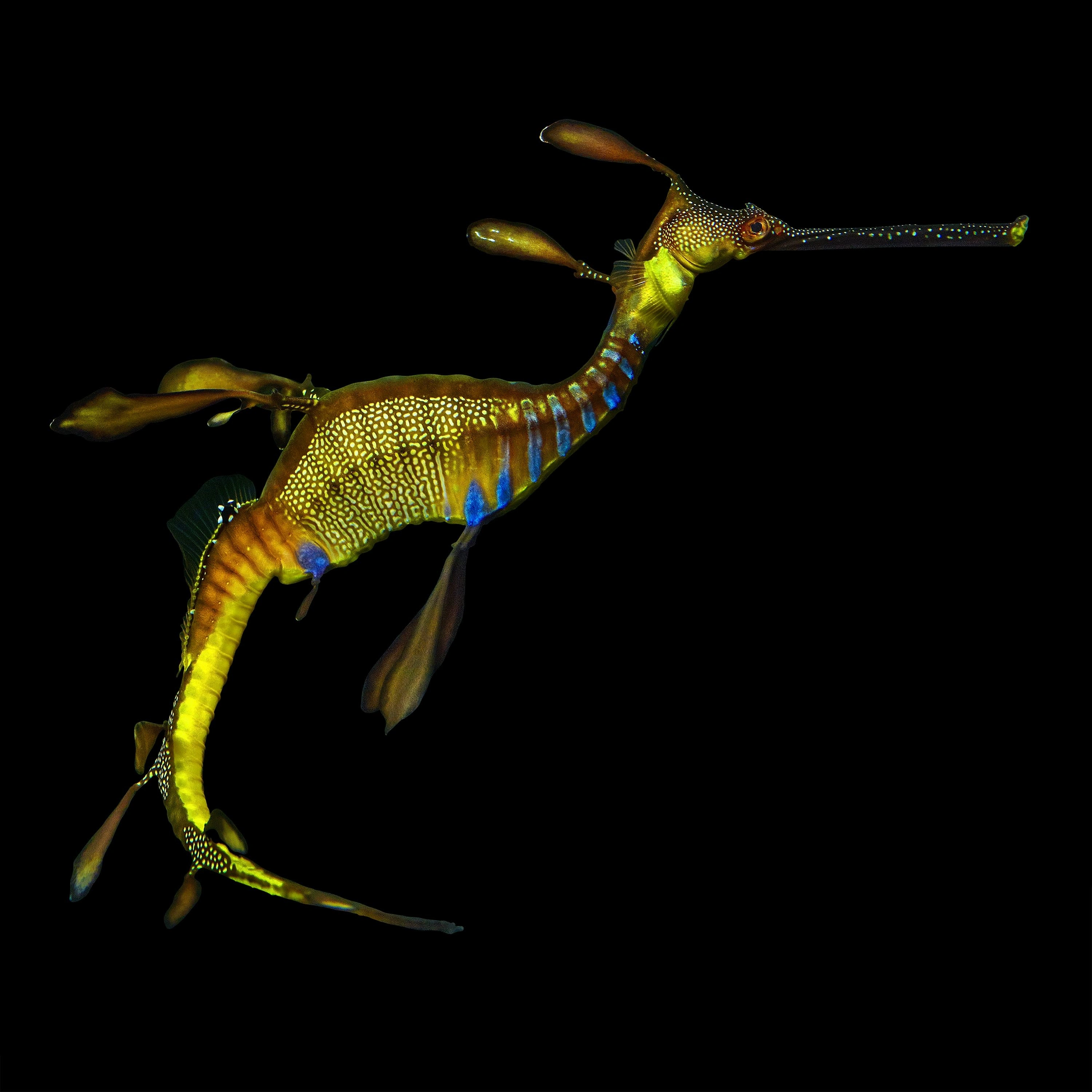 Andrew Zuckerman - Ocean - 10