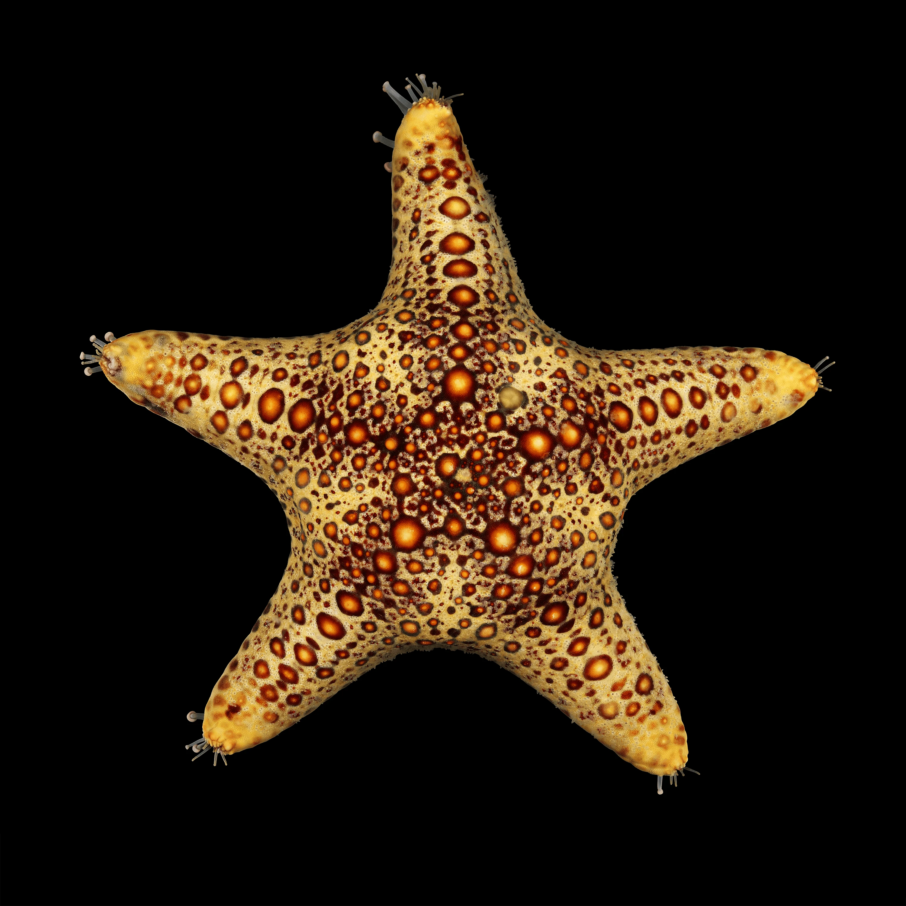 Andrew Zuckerman - Ocean - 7