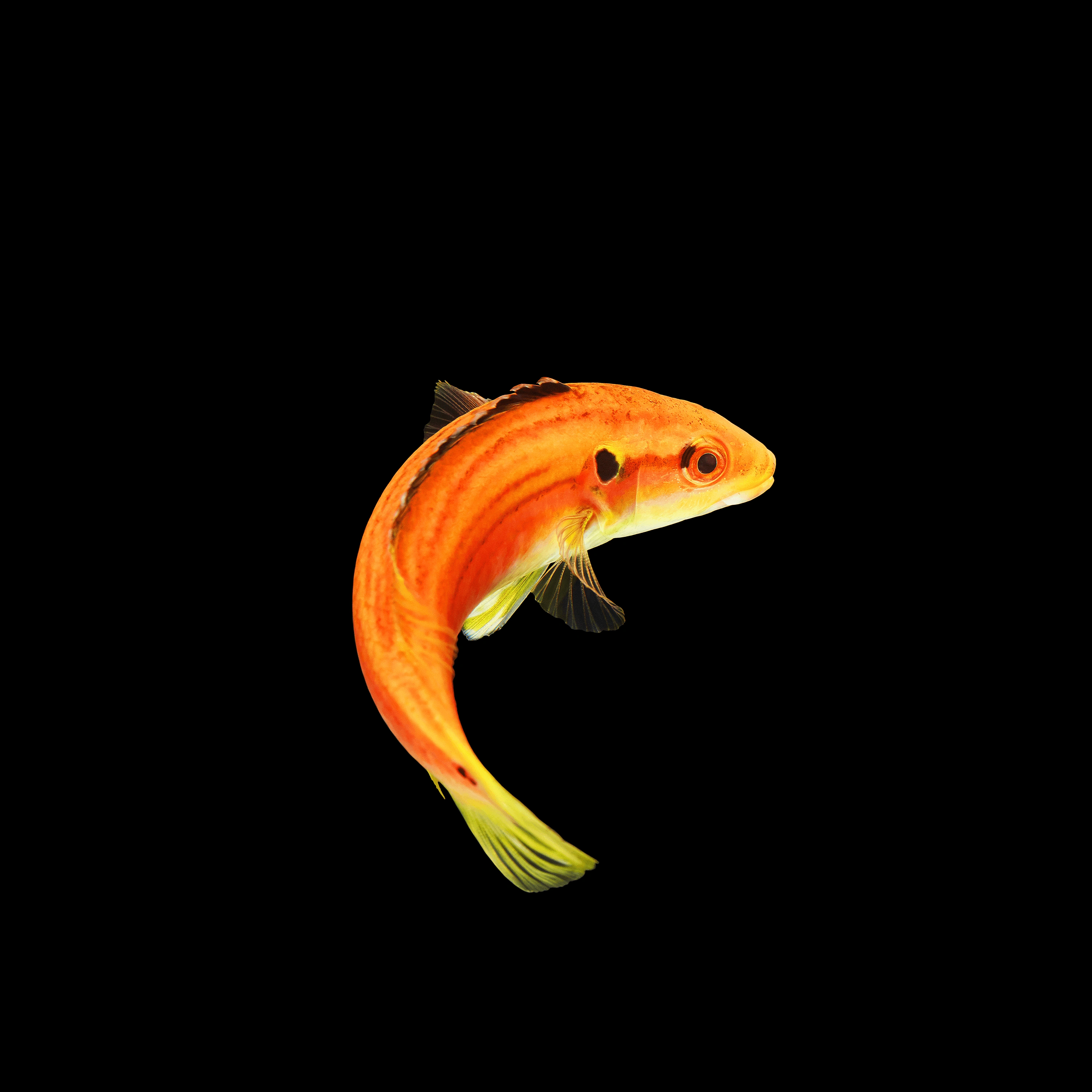 Andrew Zuckerman - Ocean - 14