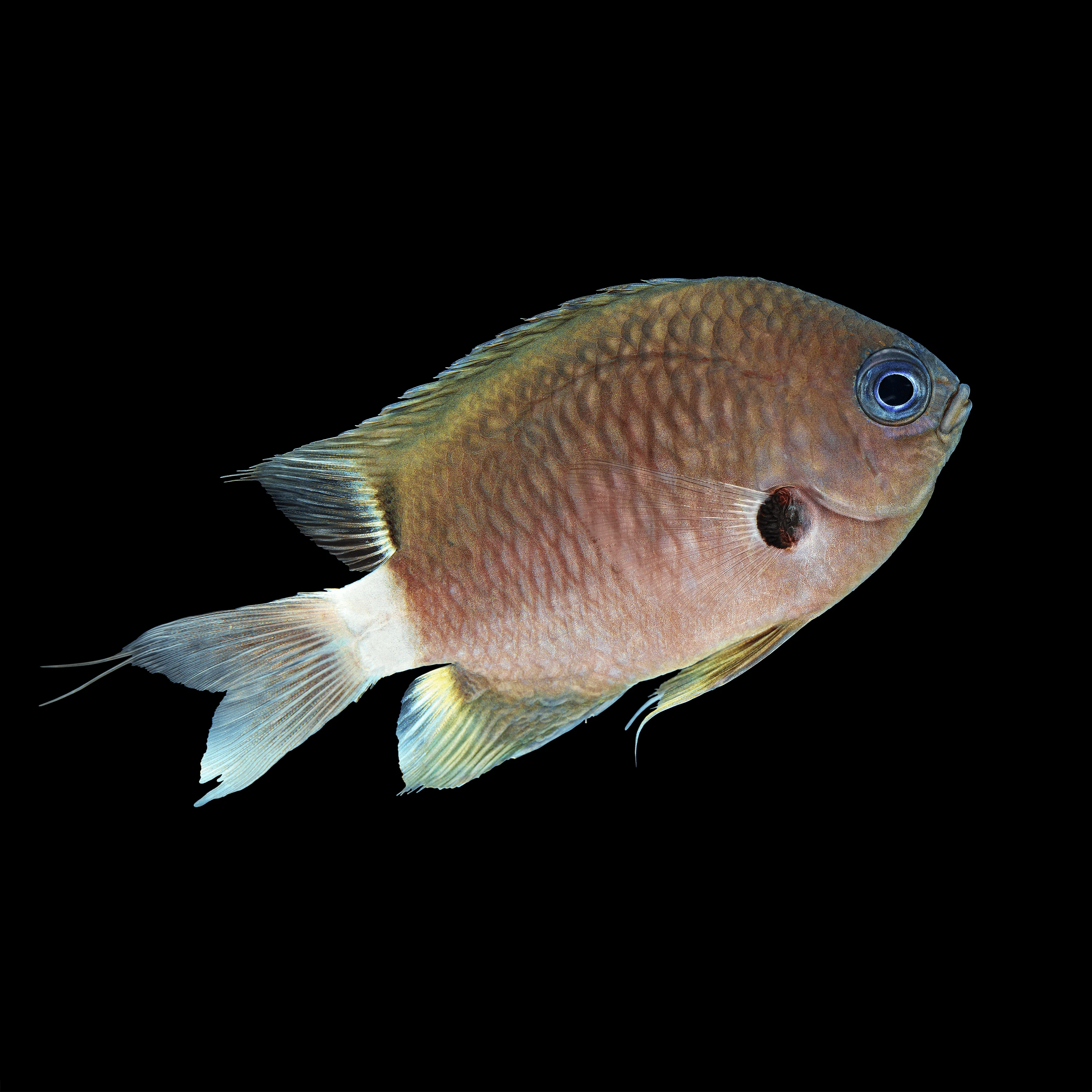 Andrew Zuckerman - Ocean - 15