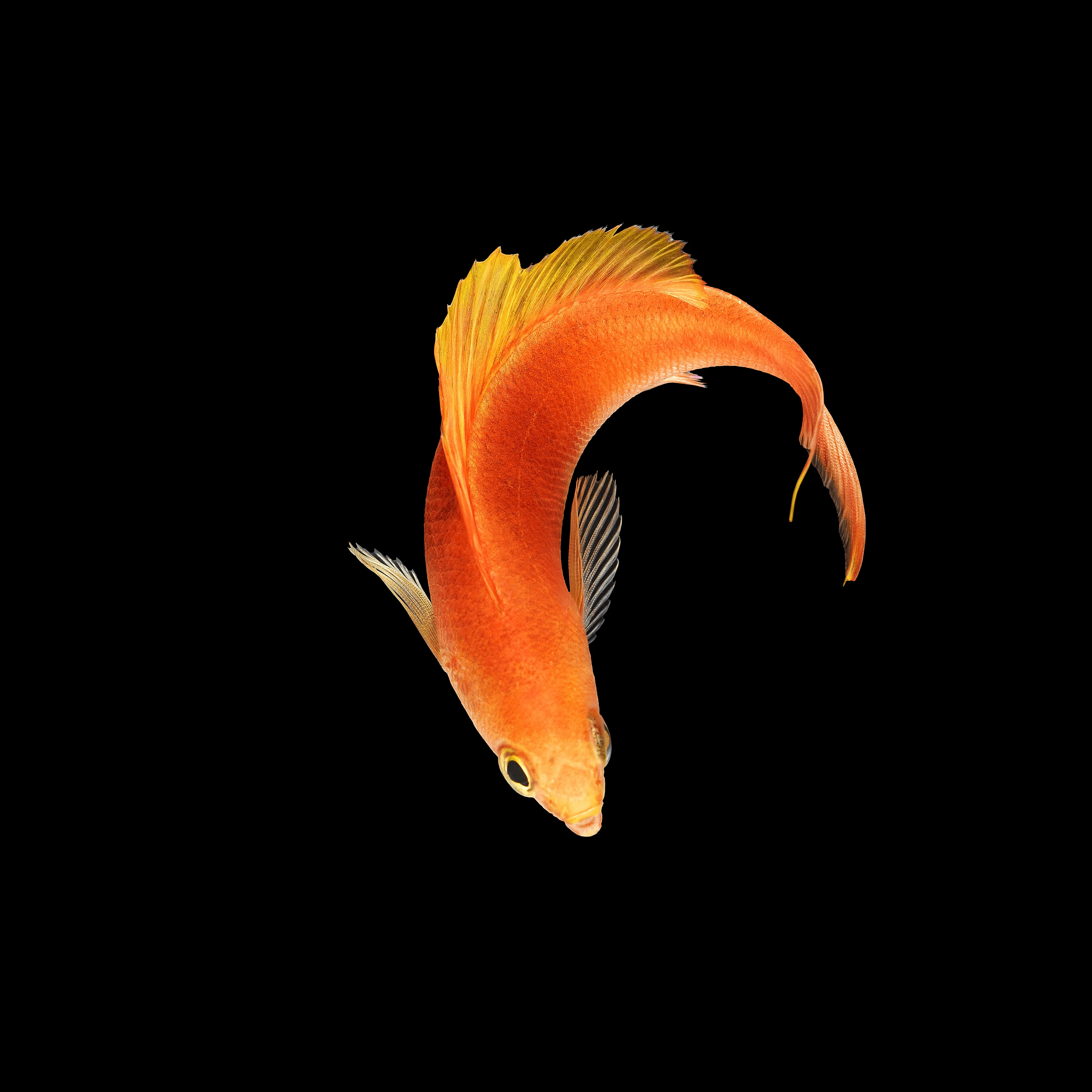 Andrew Zuckerman - Ocean - 17