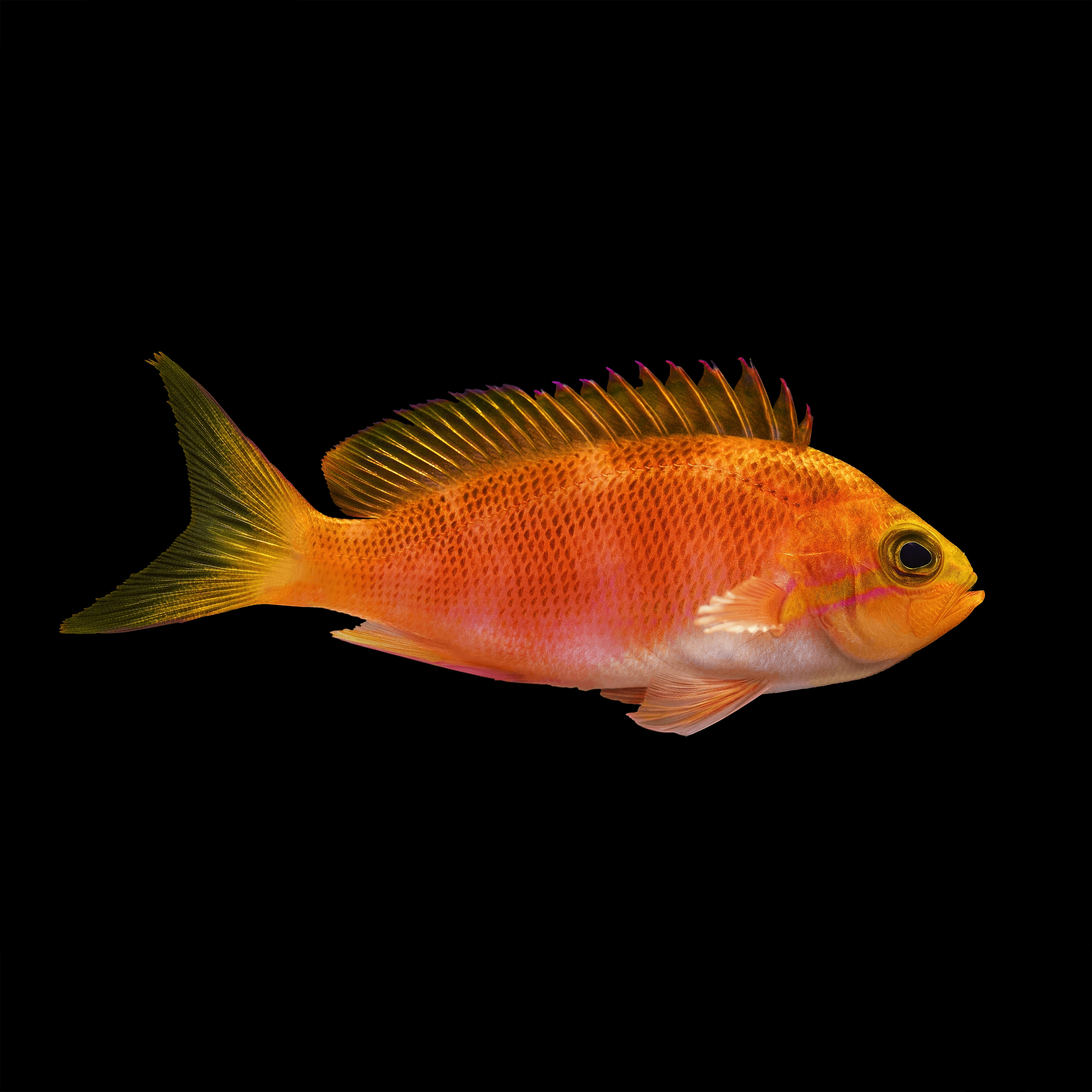 Andrew Zuckerman - Ocean - 16