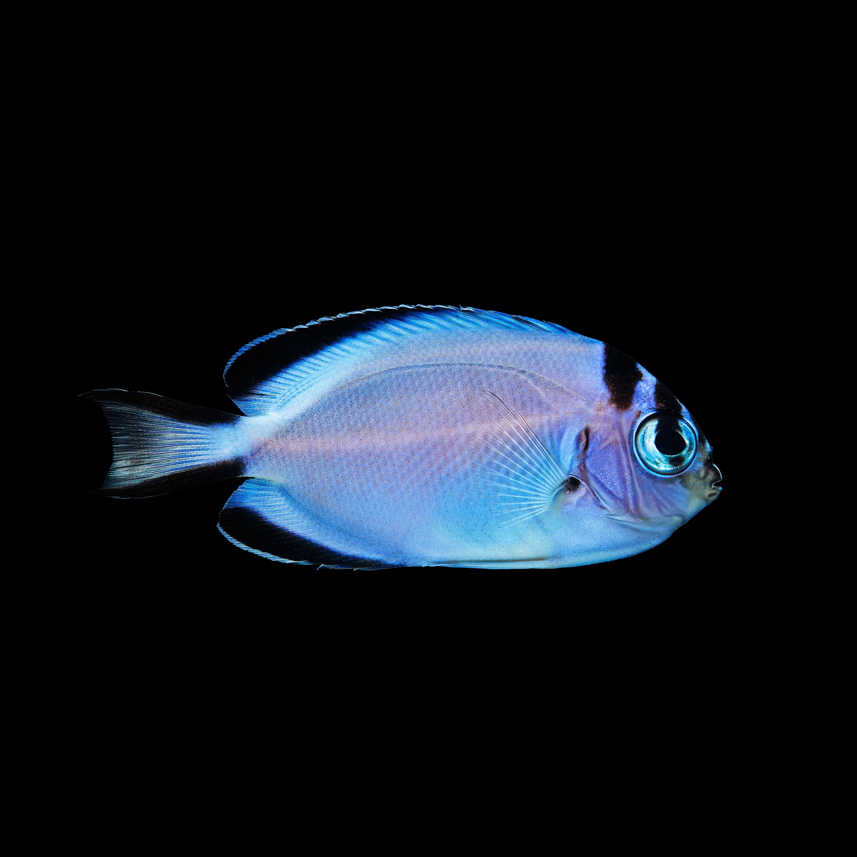 Andrew Zuckerman - Ocean - 36