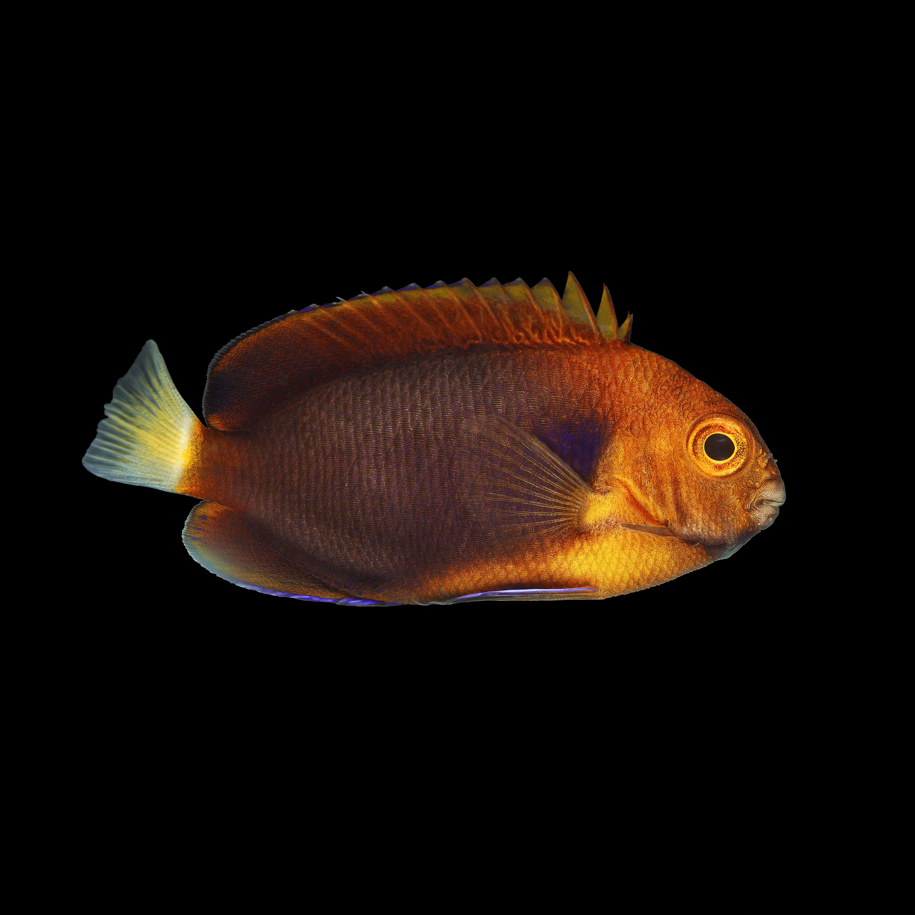 Andrew Zuckerman - Ocean - 23