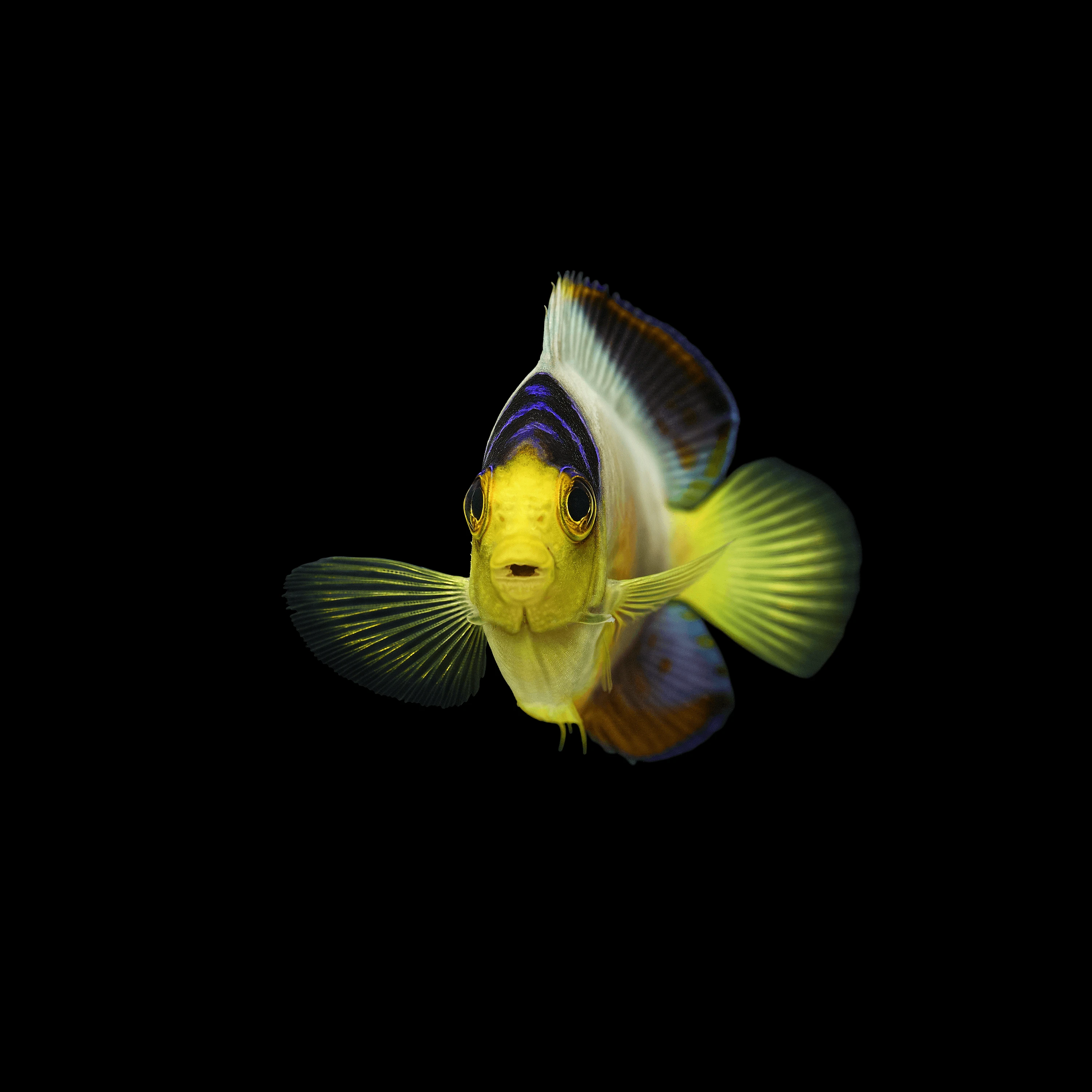 Andrew Zuckerman - Ocean - 28