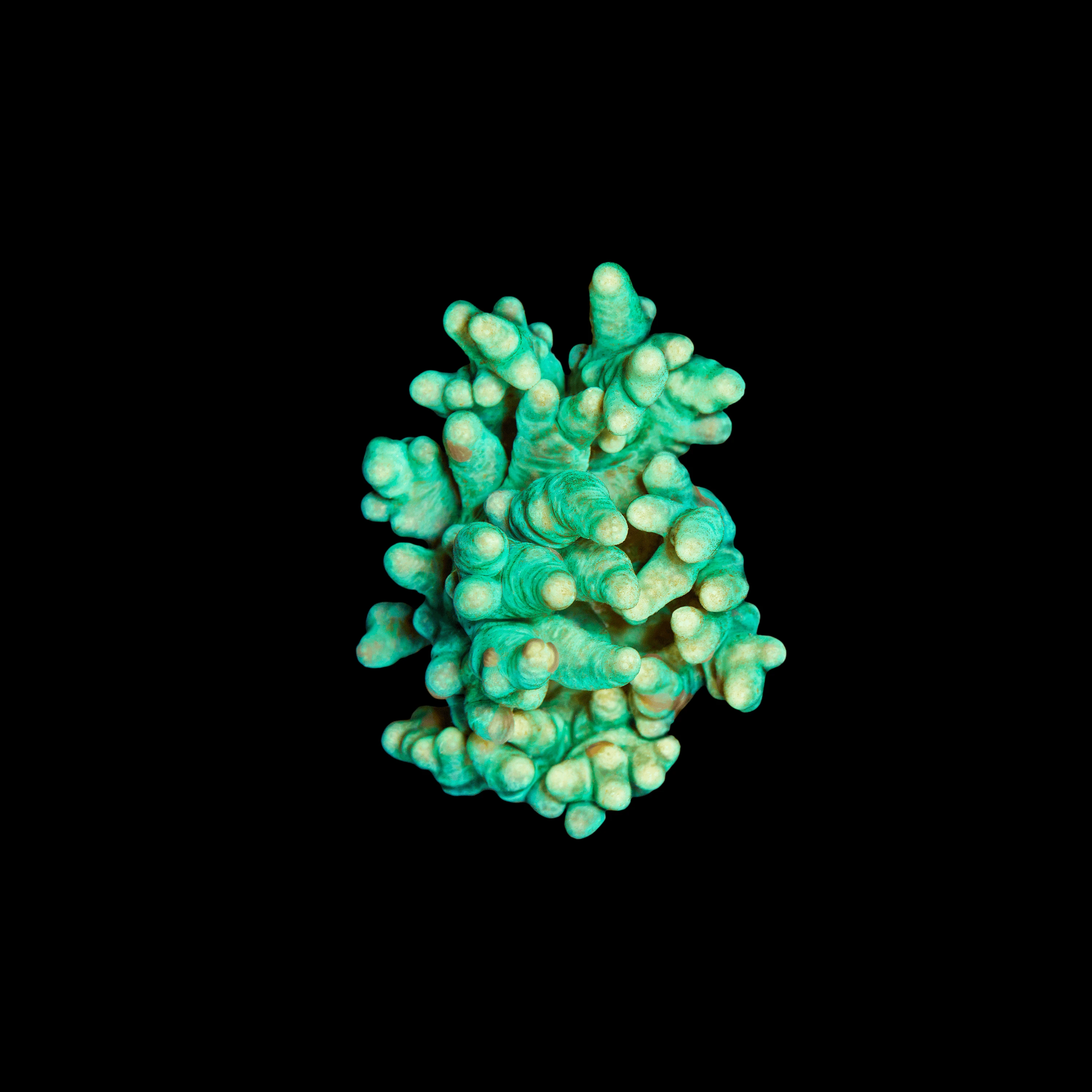 Andrew Zuckerman - Ocean - 11