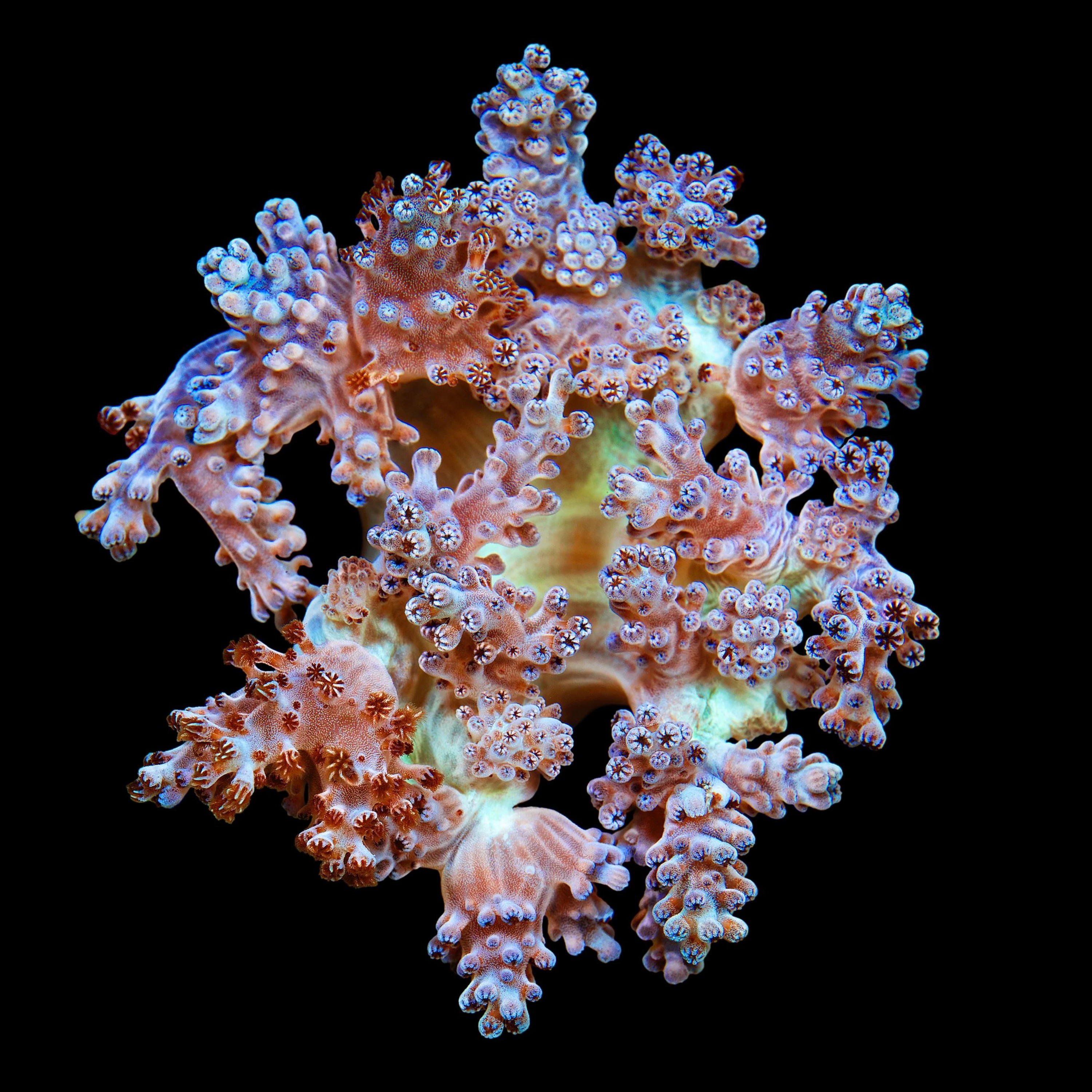 Andrew Zuckerman - Ocean - 1