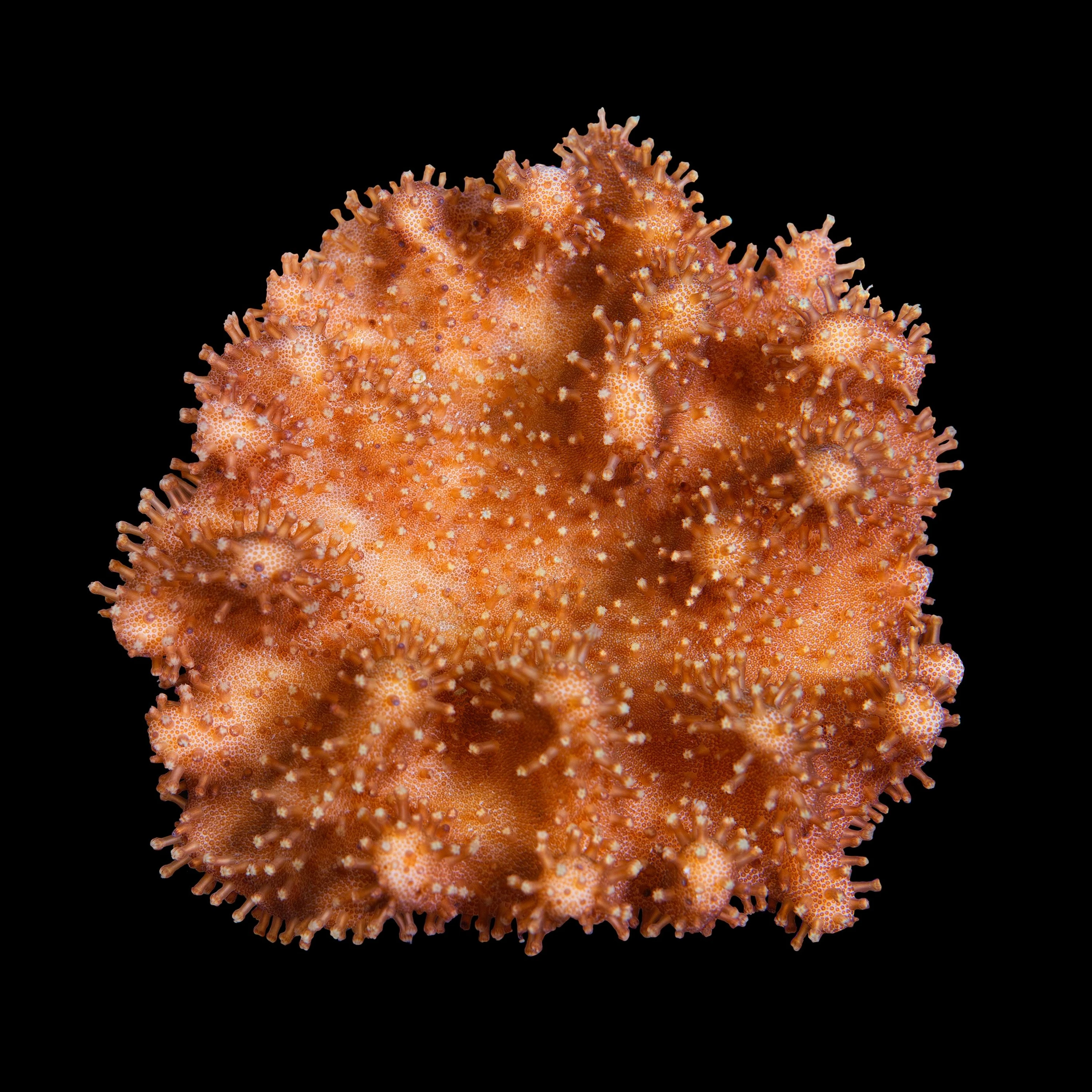 Andrew Zuckerman - Ocean - 27