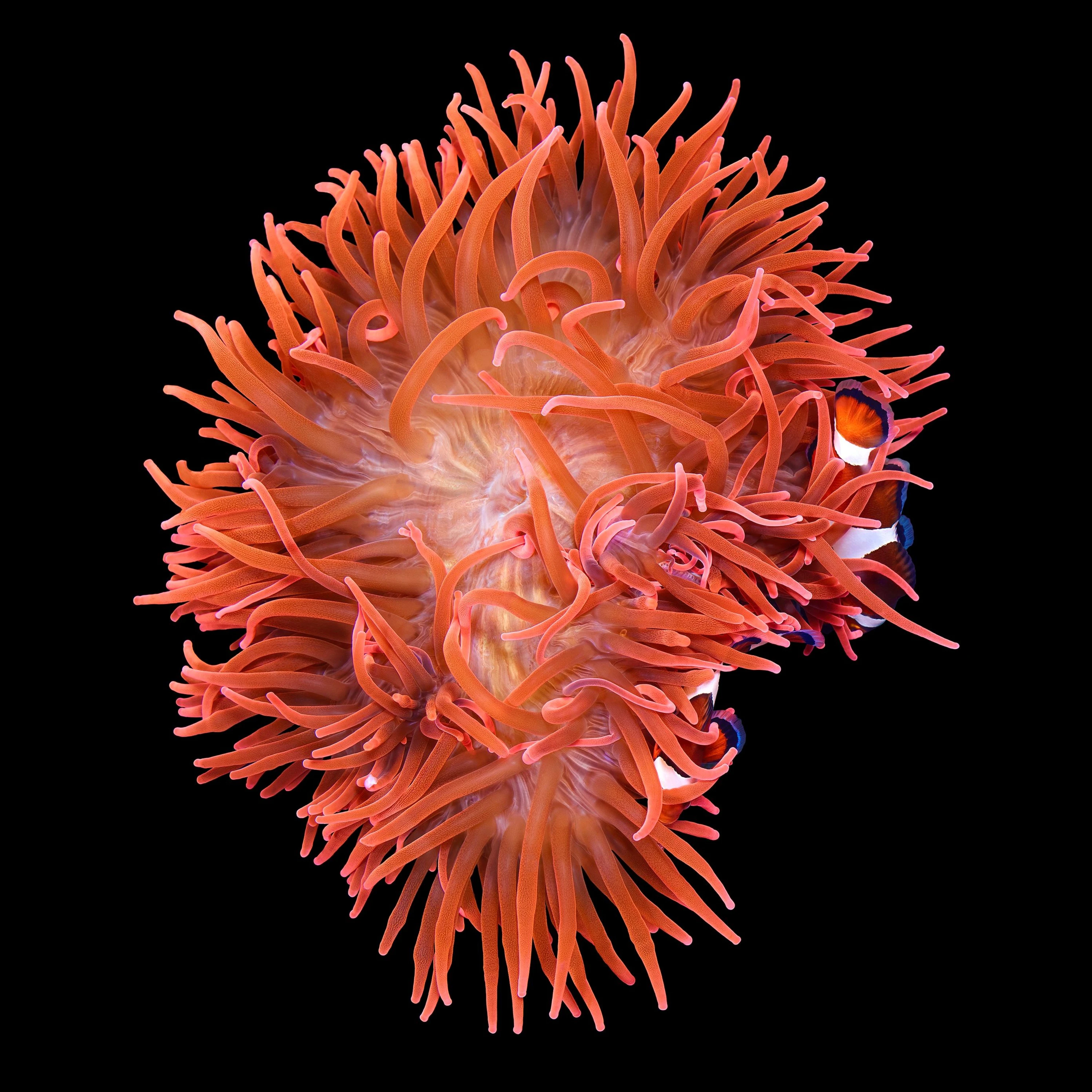 Andrew Zuckerman - Ocean - 30