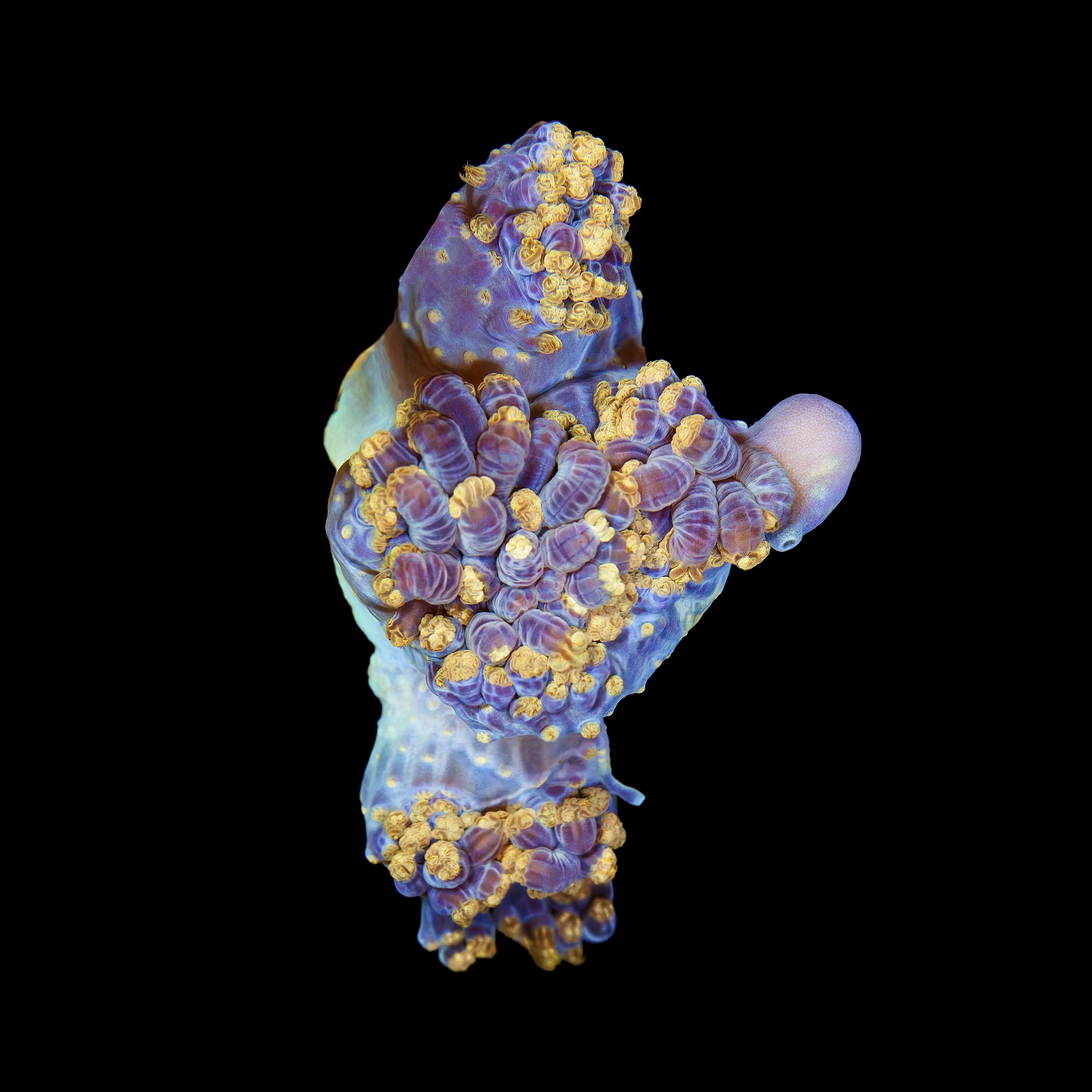 Andrew Zuckerman - Ocean - 32