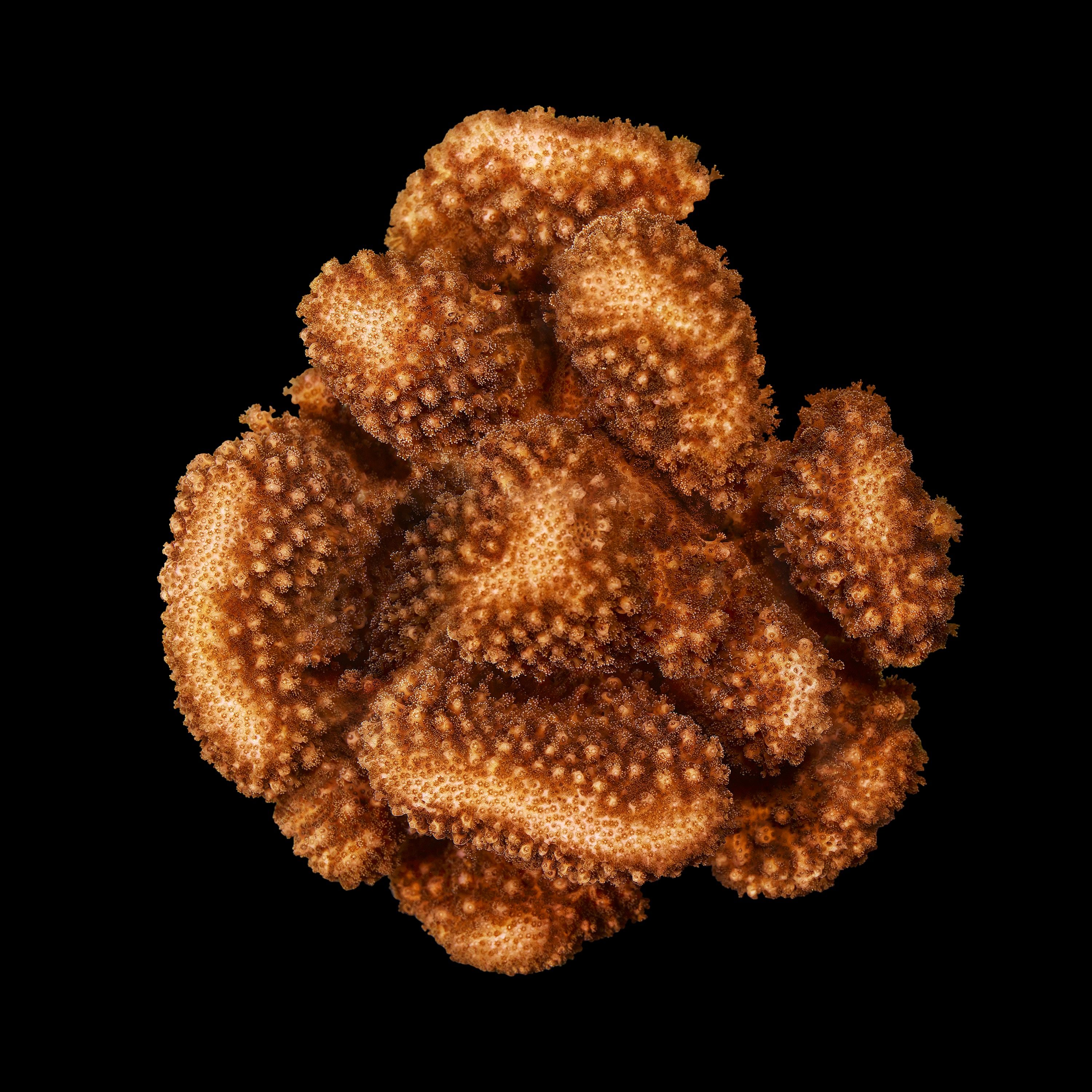 Andrew Zuckerman - Ocean - 24