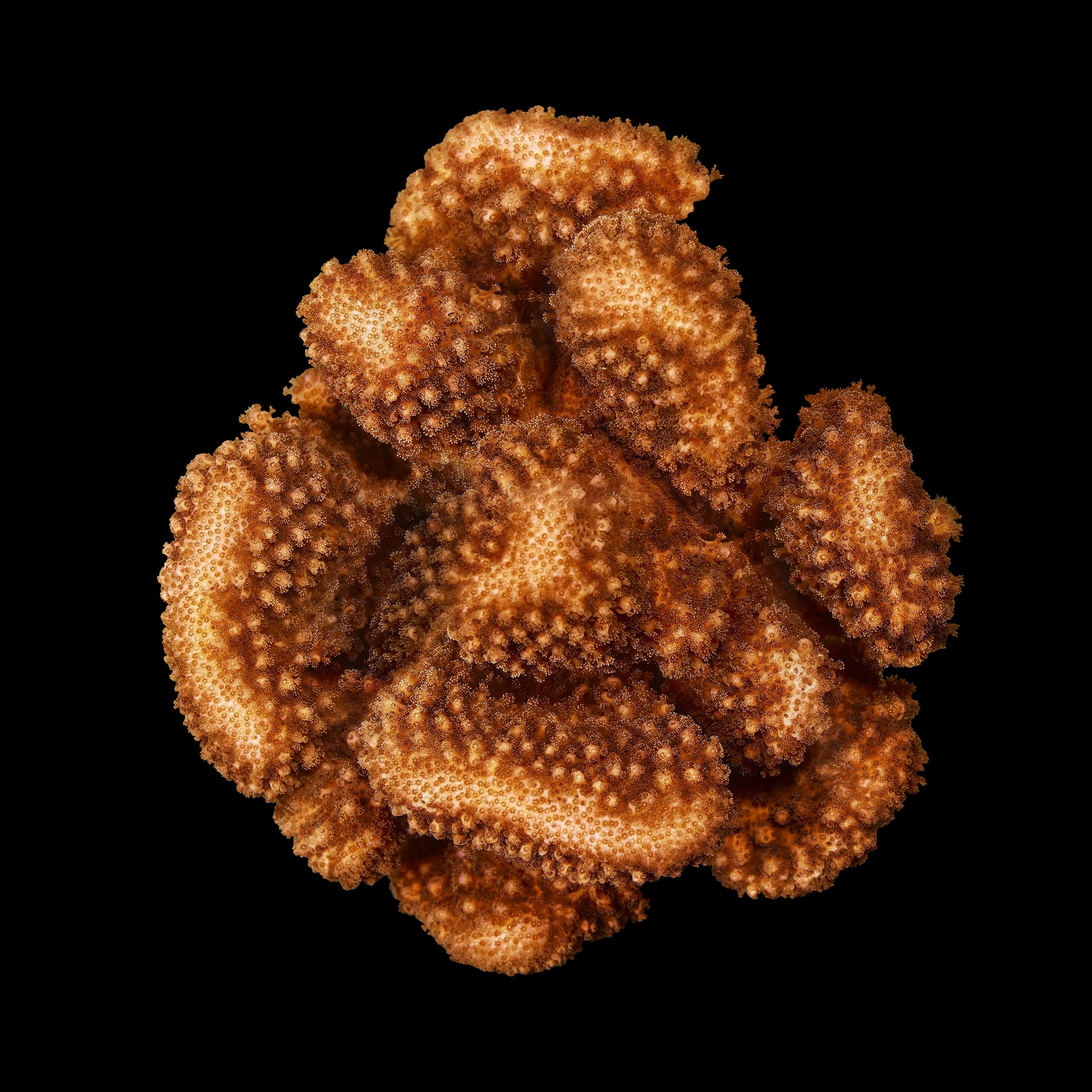 Andrew Zuckerman - Ocean - 24