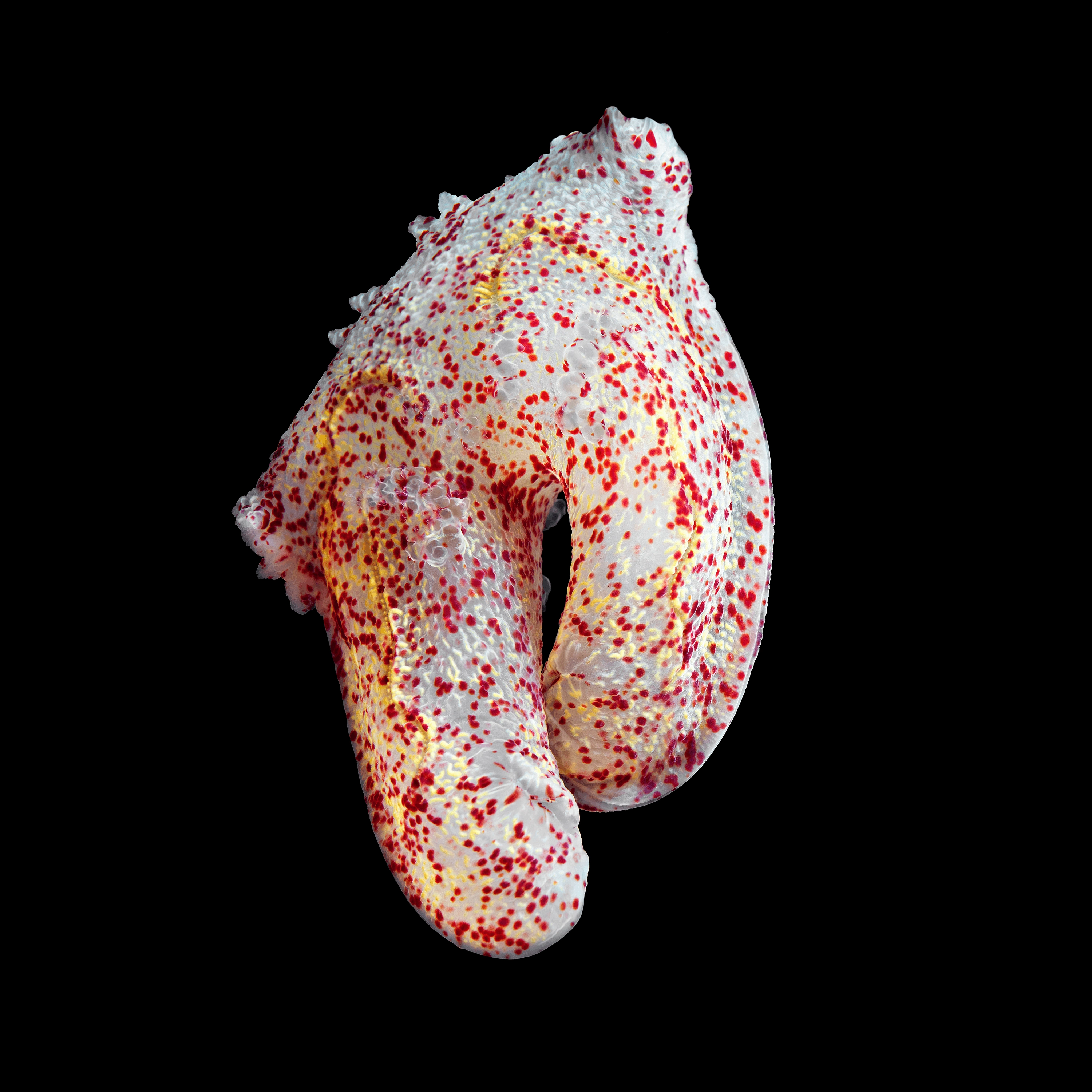 Andrew Zuckerman - Ocean - 25