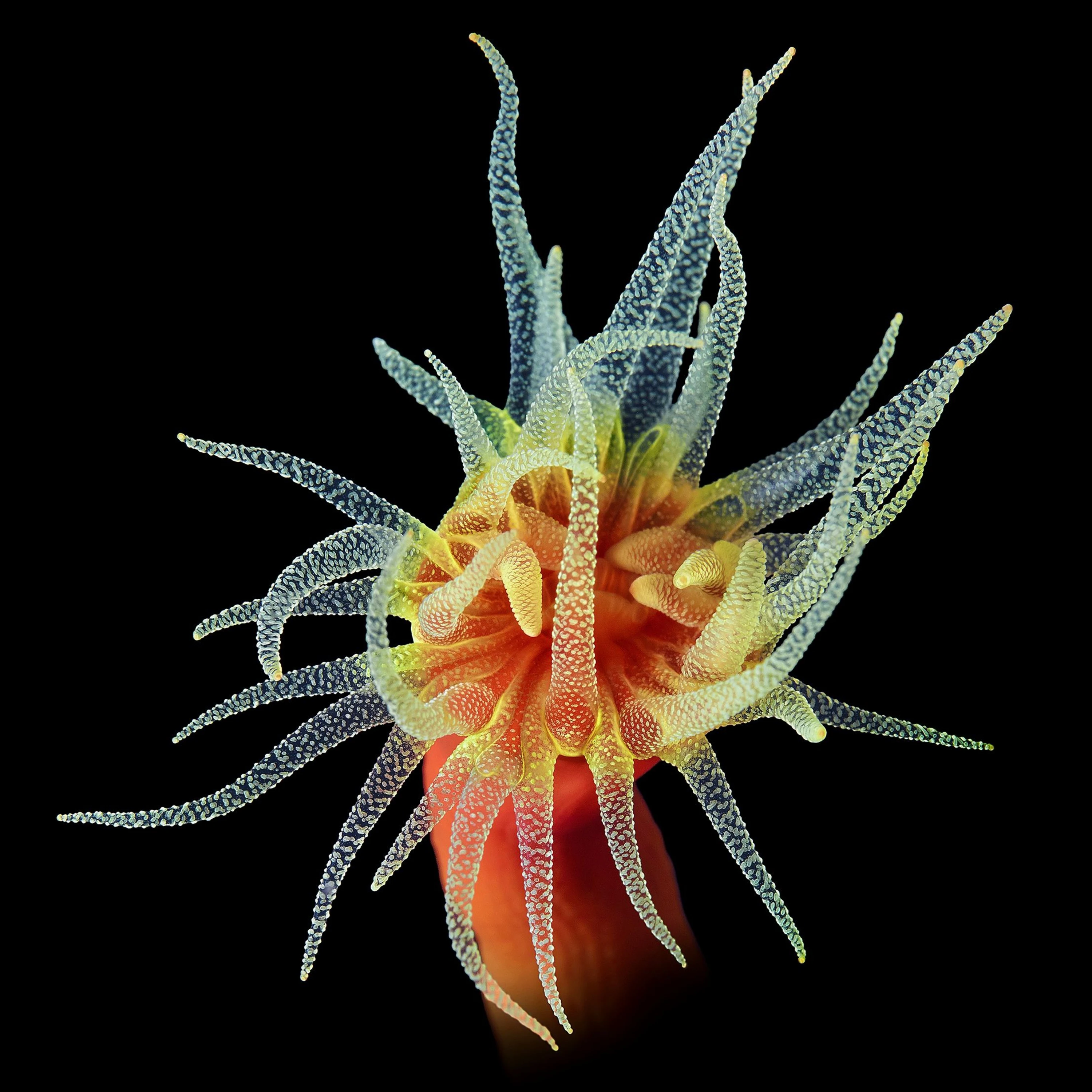 Andrew Zuckerman - Ocean - 35