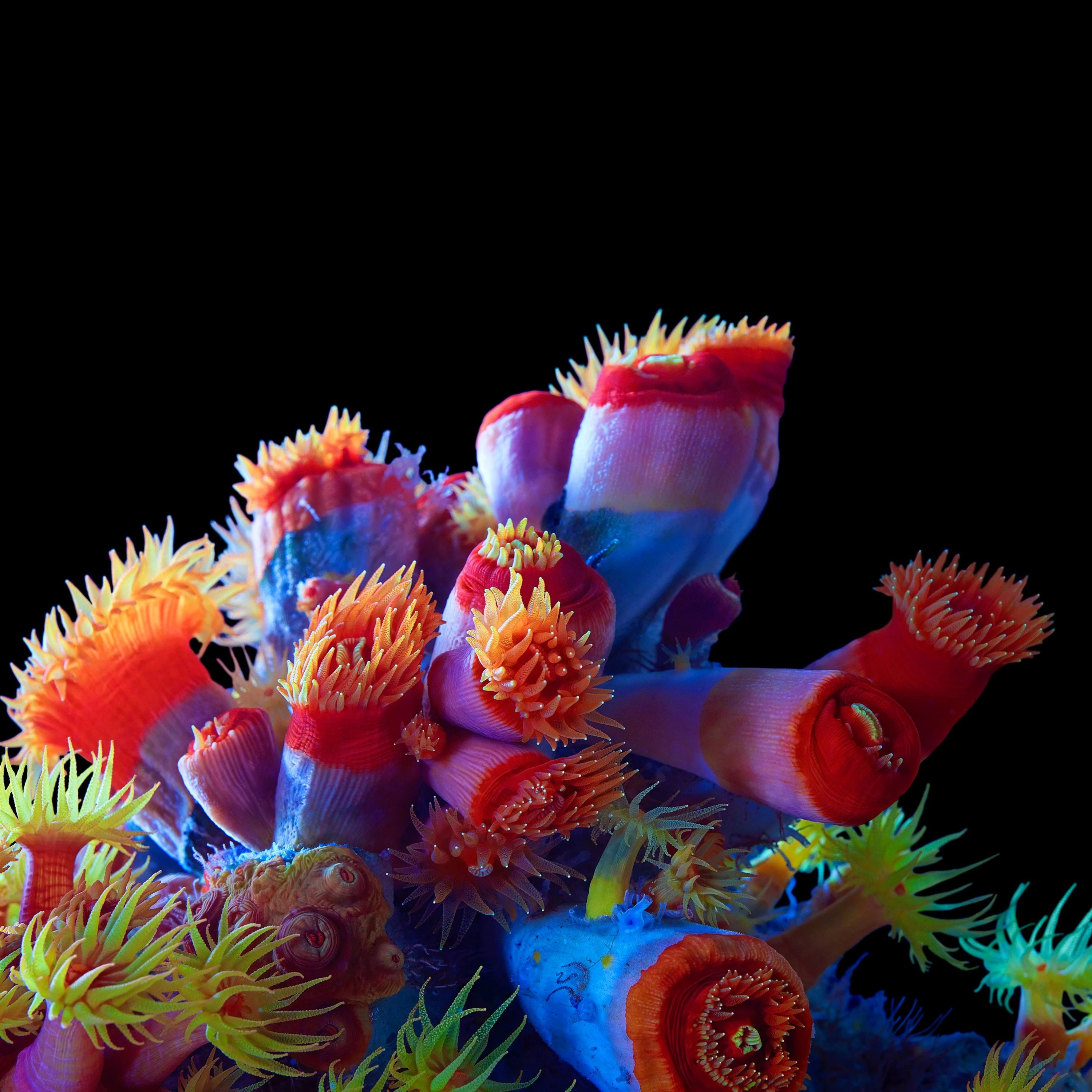 Andrew Zuckerman - Ocean - 34