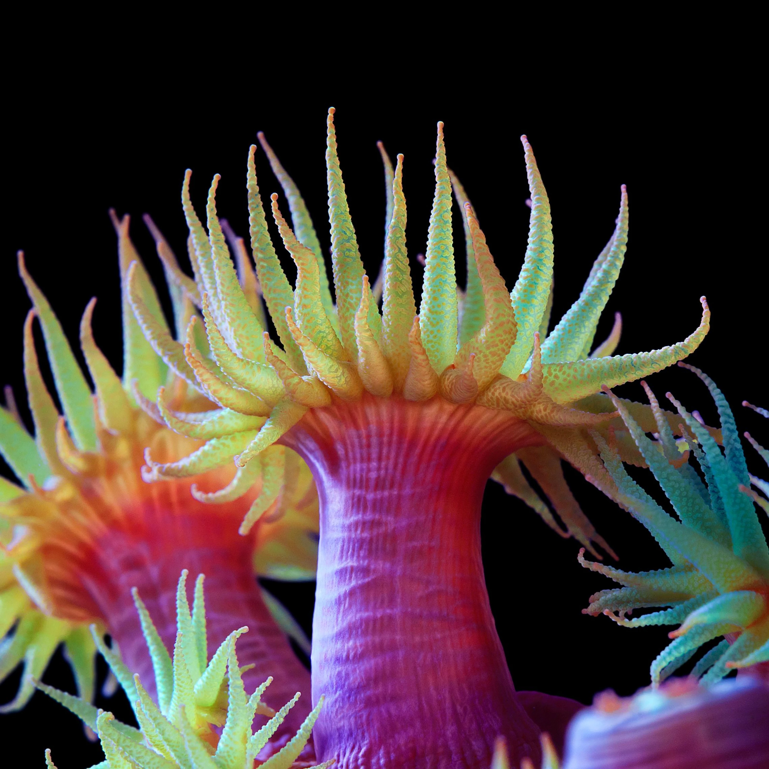 Andrew Zuckerman - Ocean - 33