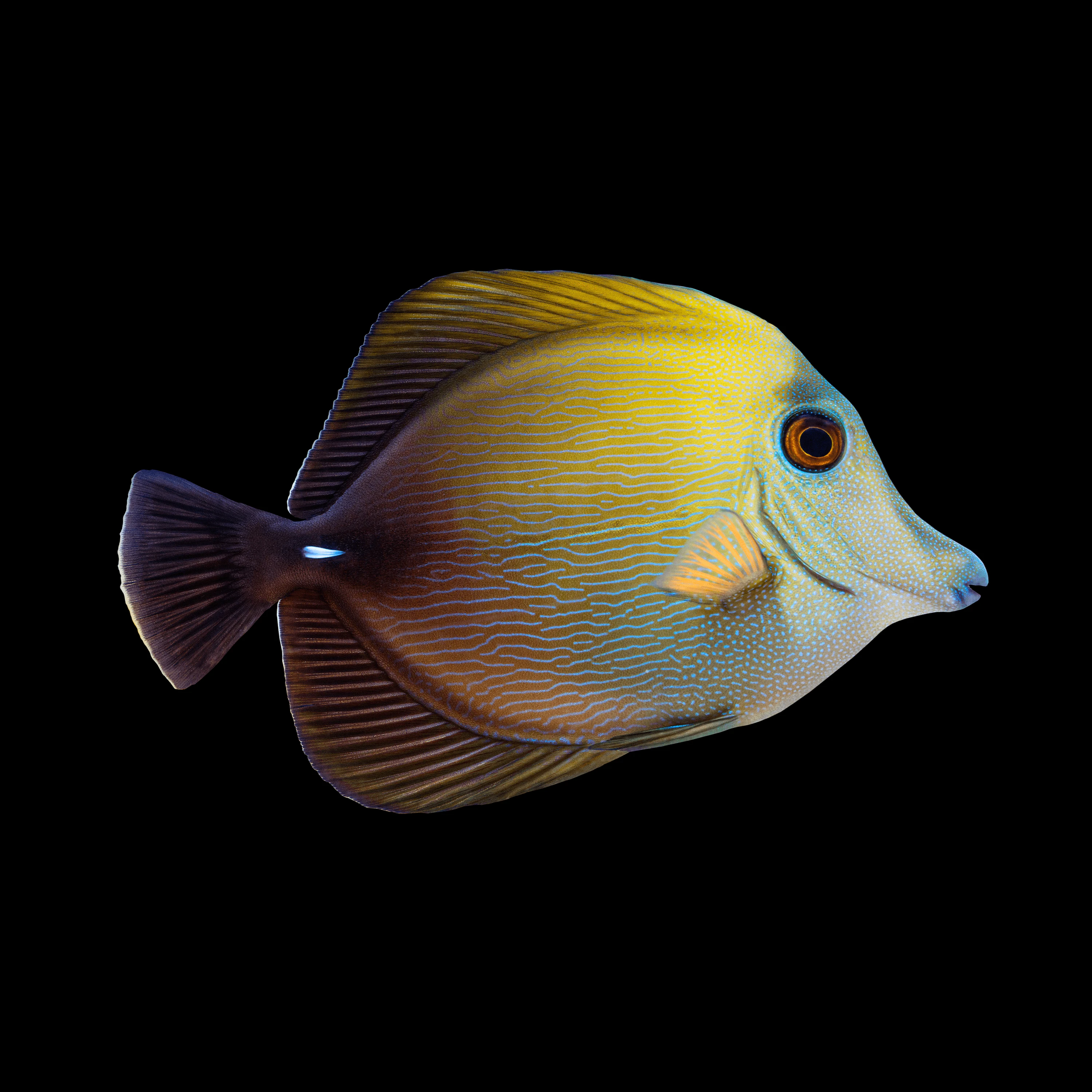 Andrew Zuckerman - Ocean - 19