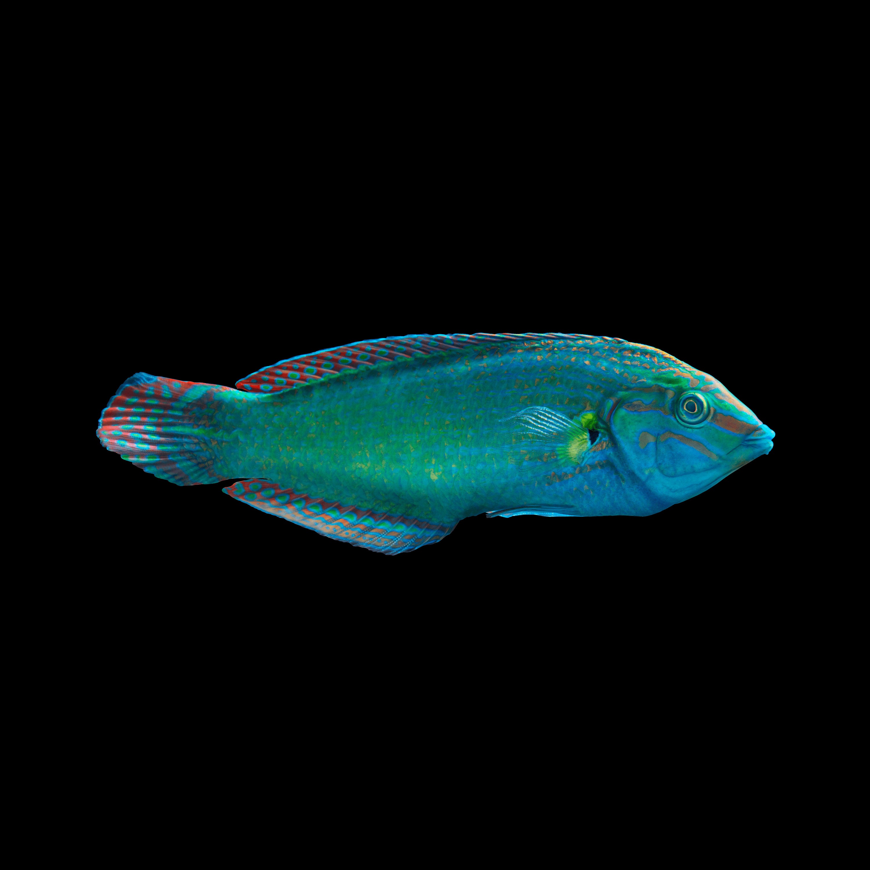 Andrew Zuckerman - Ocean - 21