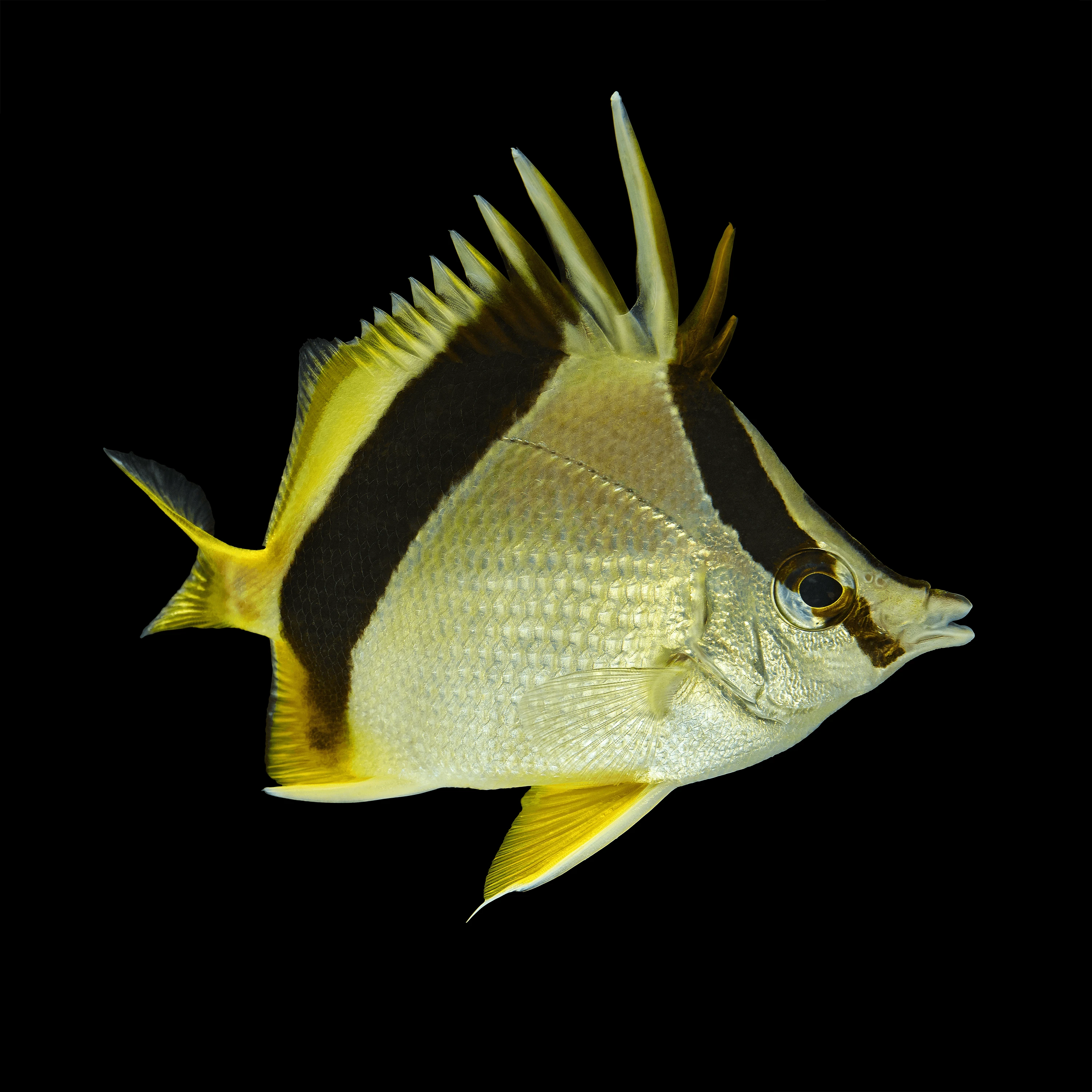 Andrew Zuckerman - Ocean - 20