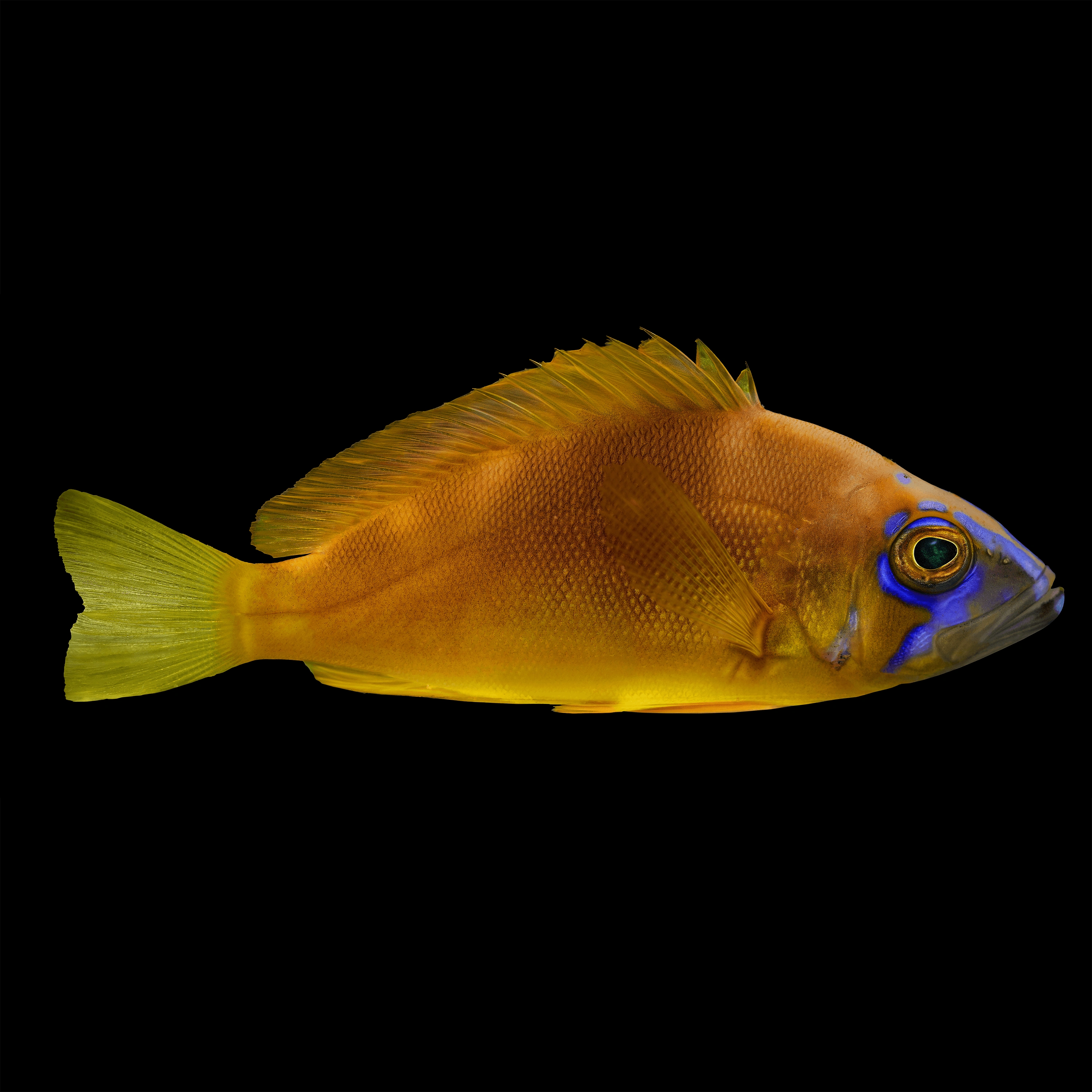 Andrew Zuckerman - Ocean - 29