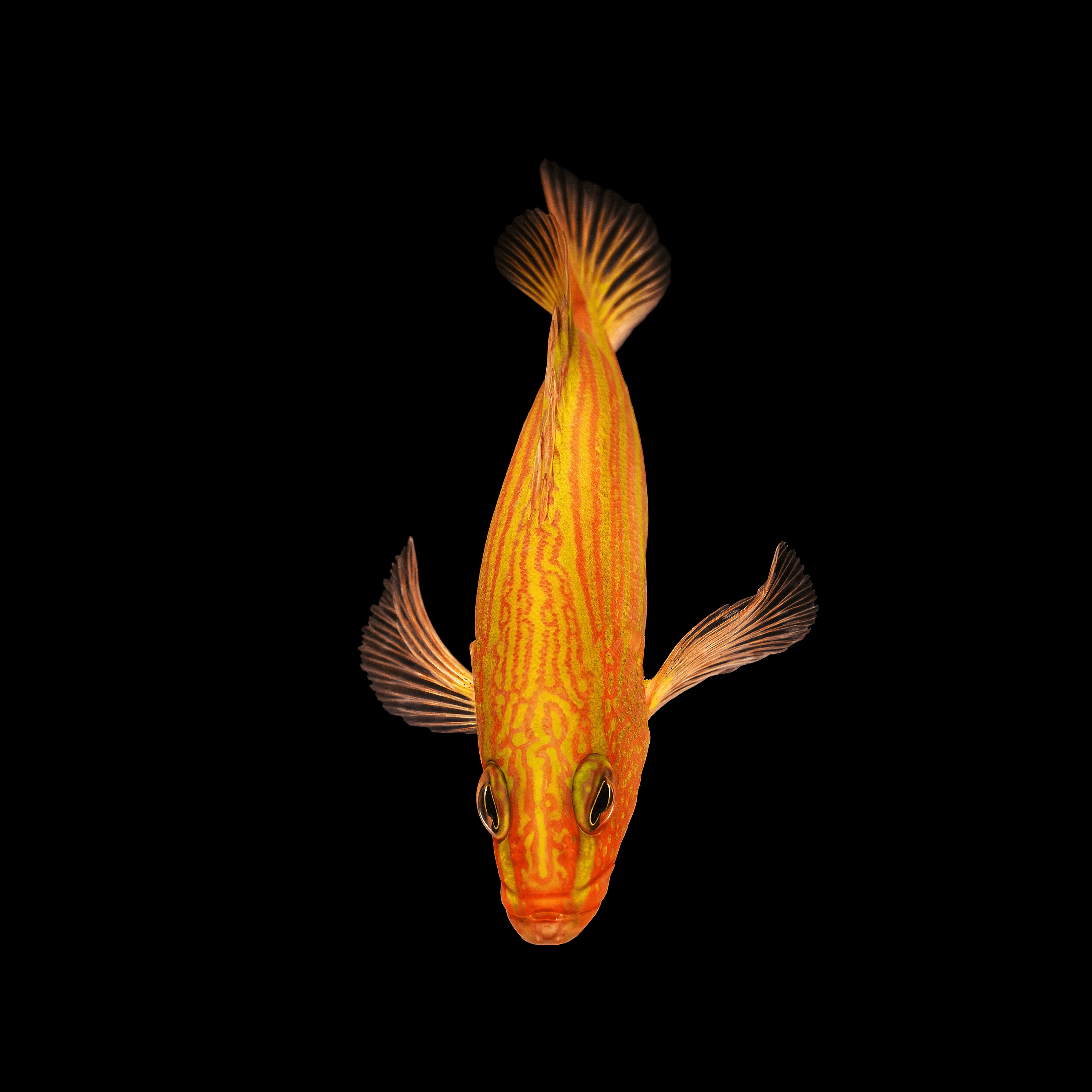 Andrew Zuckerman - Ocean - 22