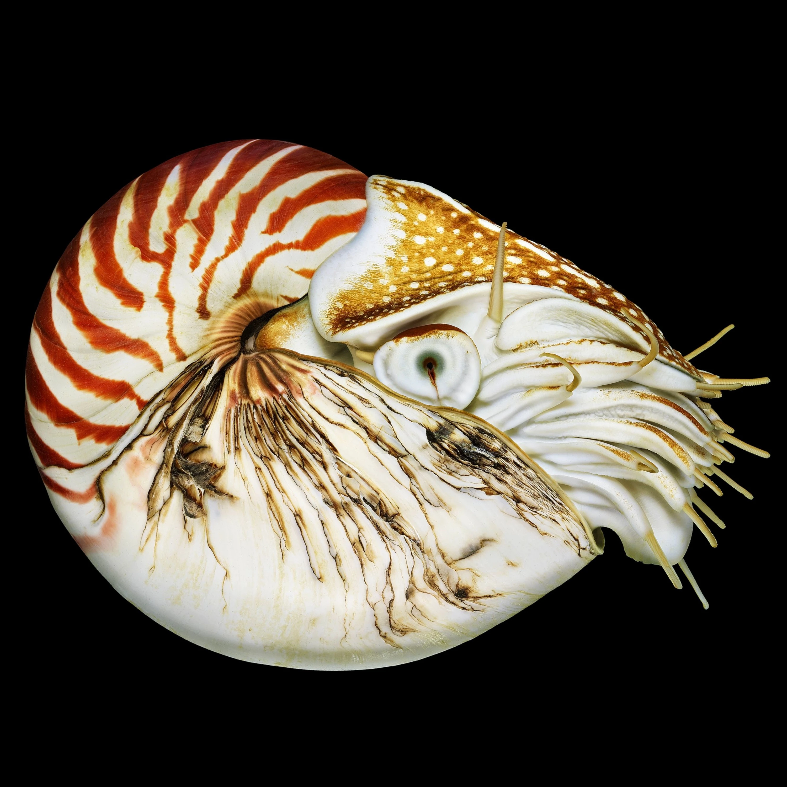 Andrew Zuckerman - Ocean - 31