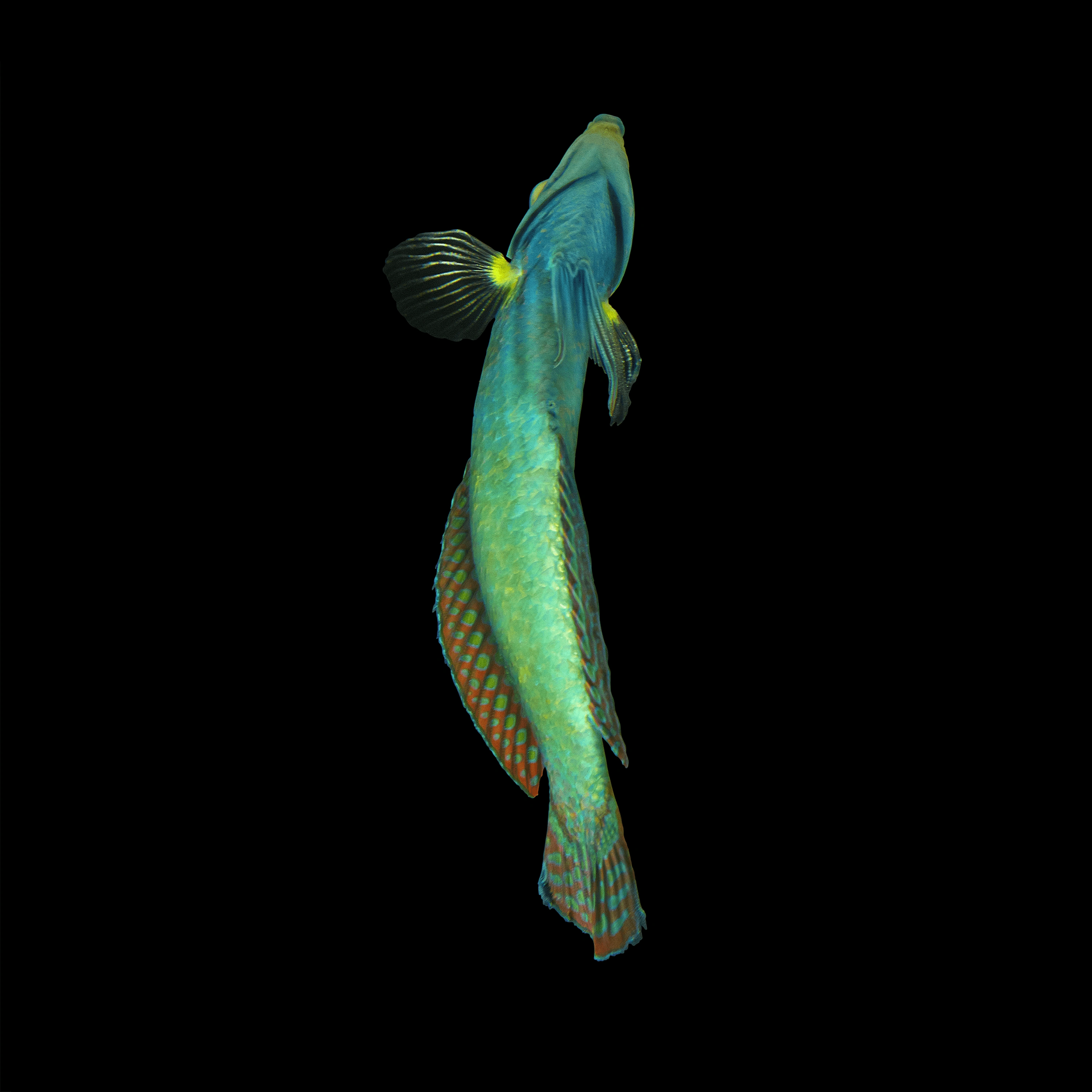 Andrew Zuckerman - Ocean - 3