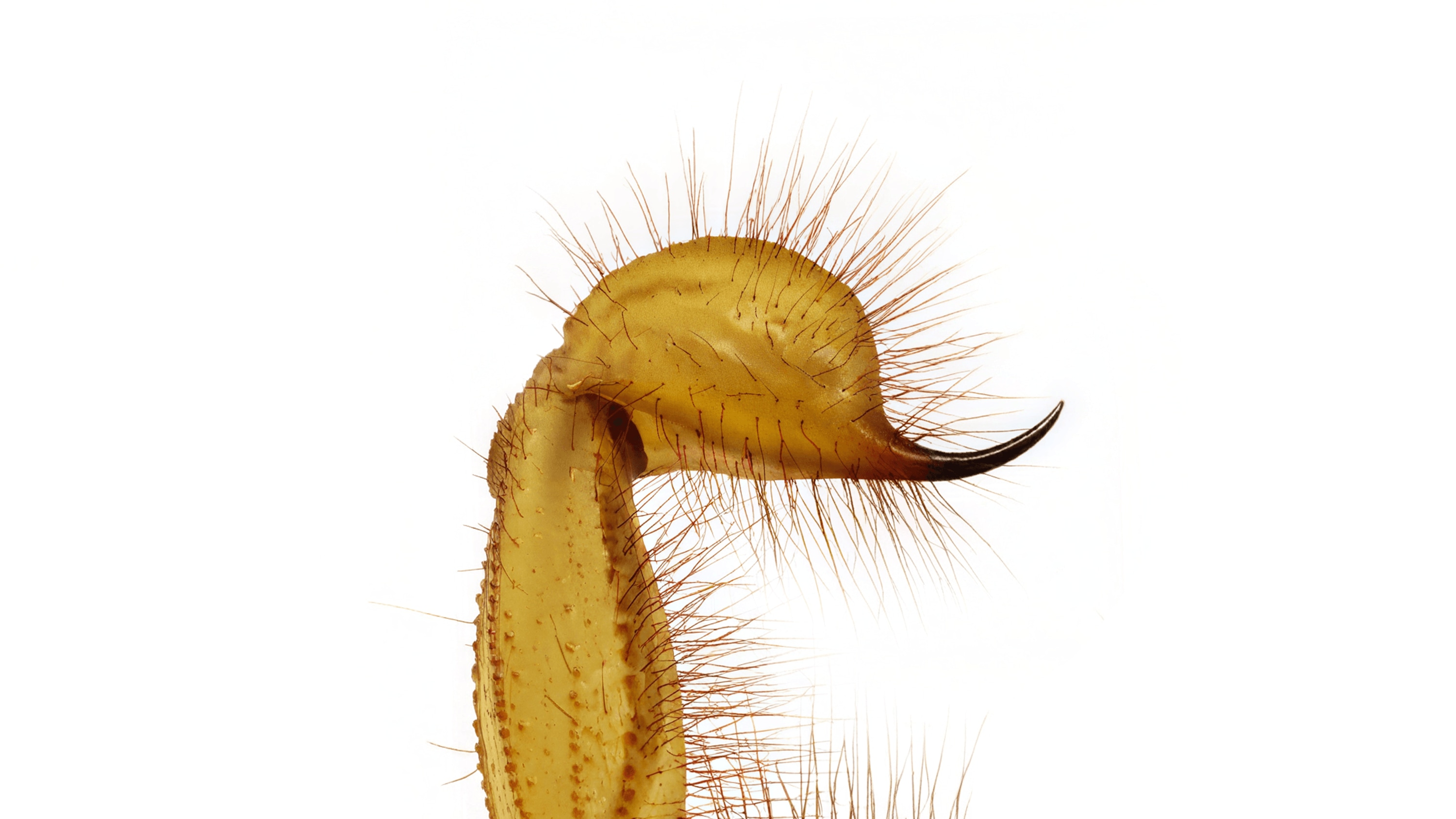 Andrew Zuckerman - Insect - 45