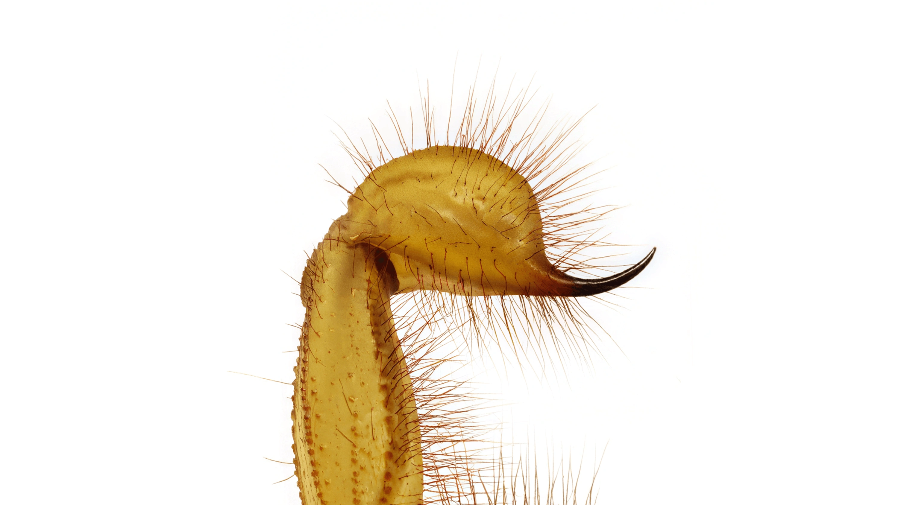 Andrew Zuckerman - Insect - 45