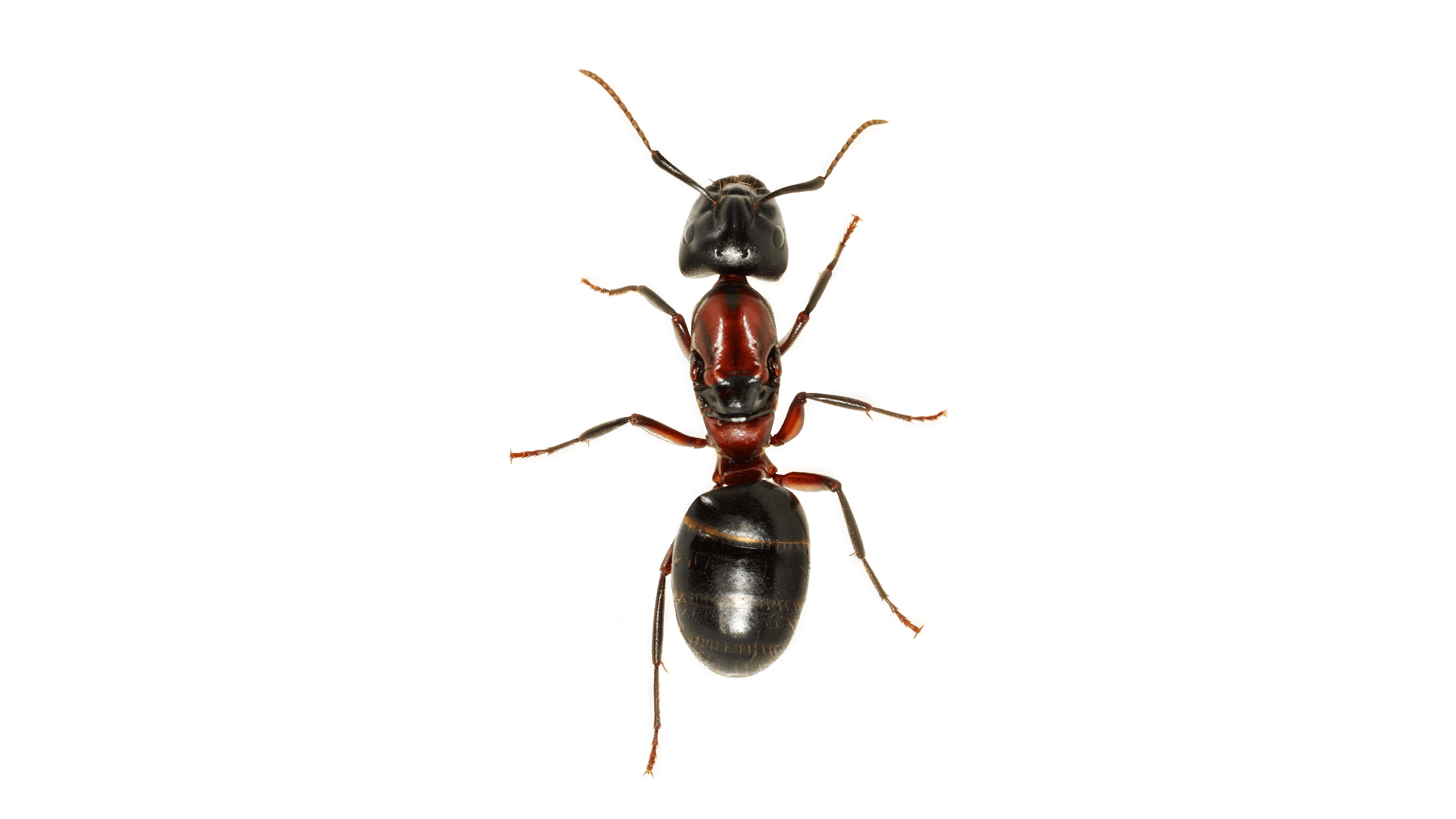 Andrew Zuckerman - Insect - 38