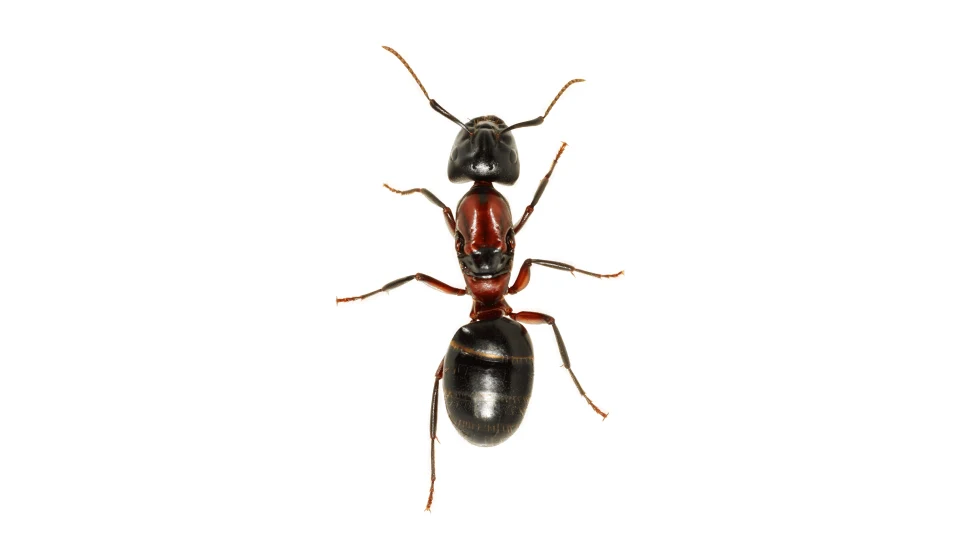 Andrew Zuckerman - Insect - 38