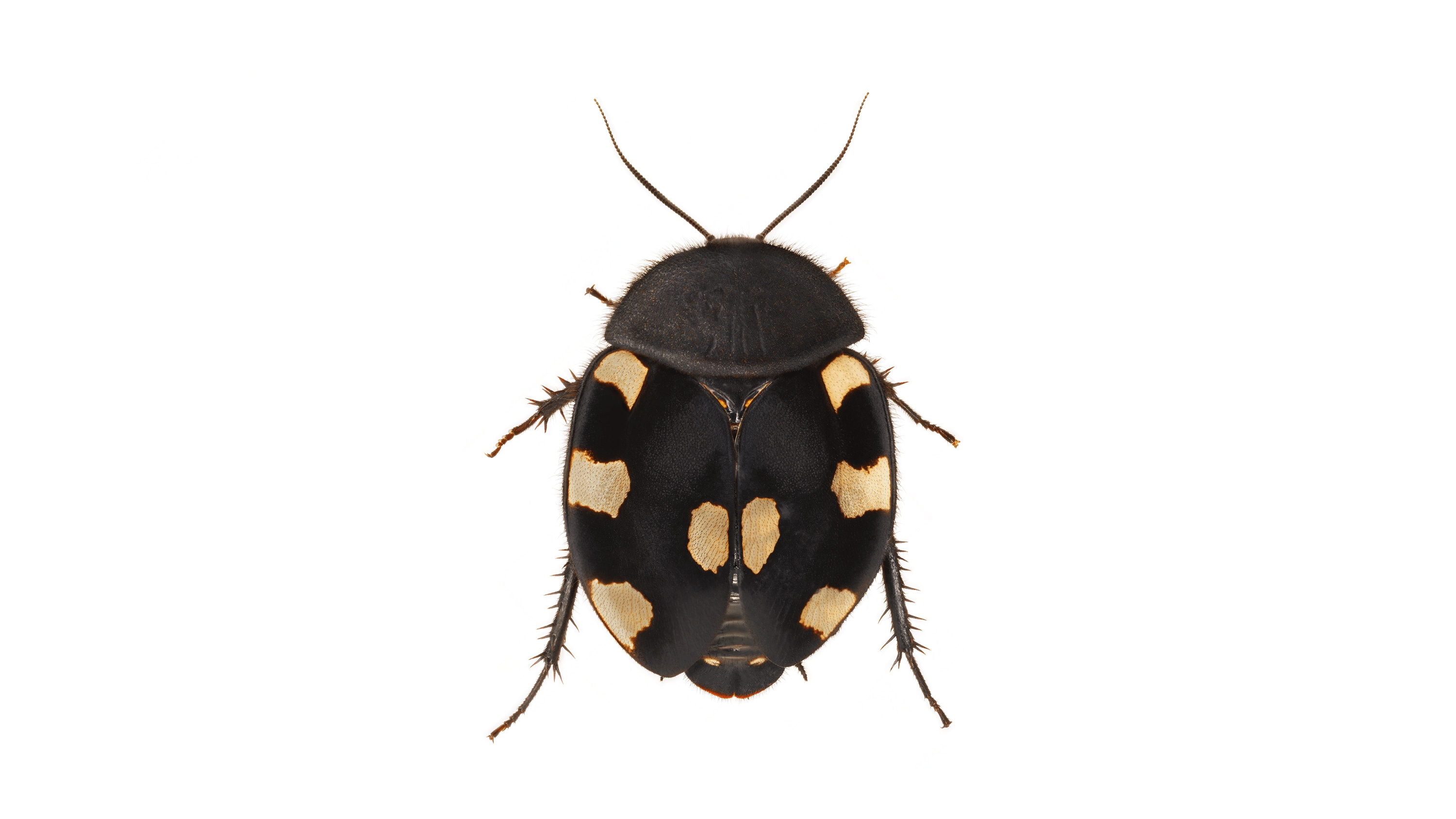 Andrew Zuckerman - Insect - 39