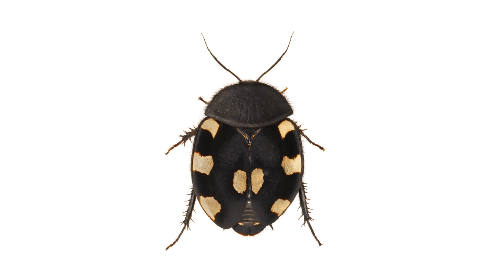 Andrew Zuckerman - Insect - 39