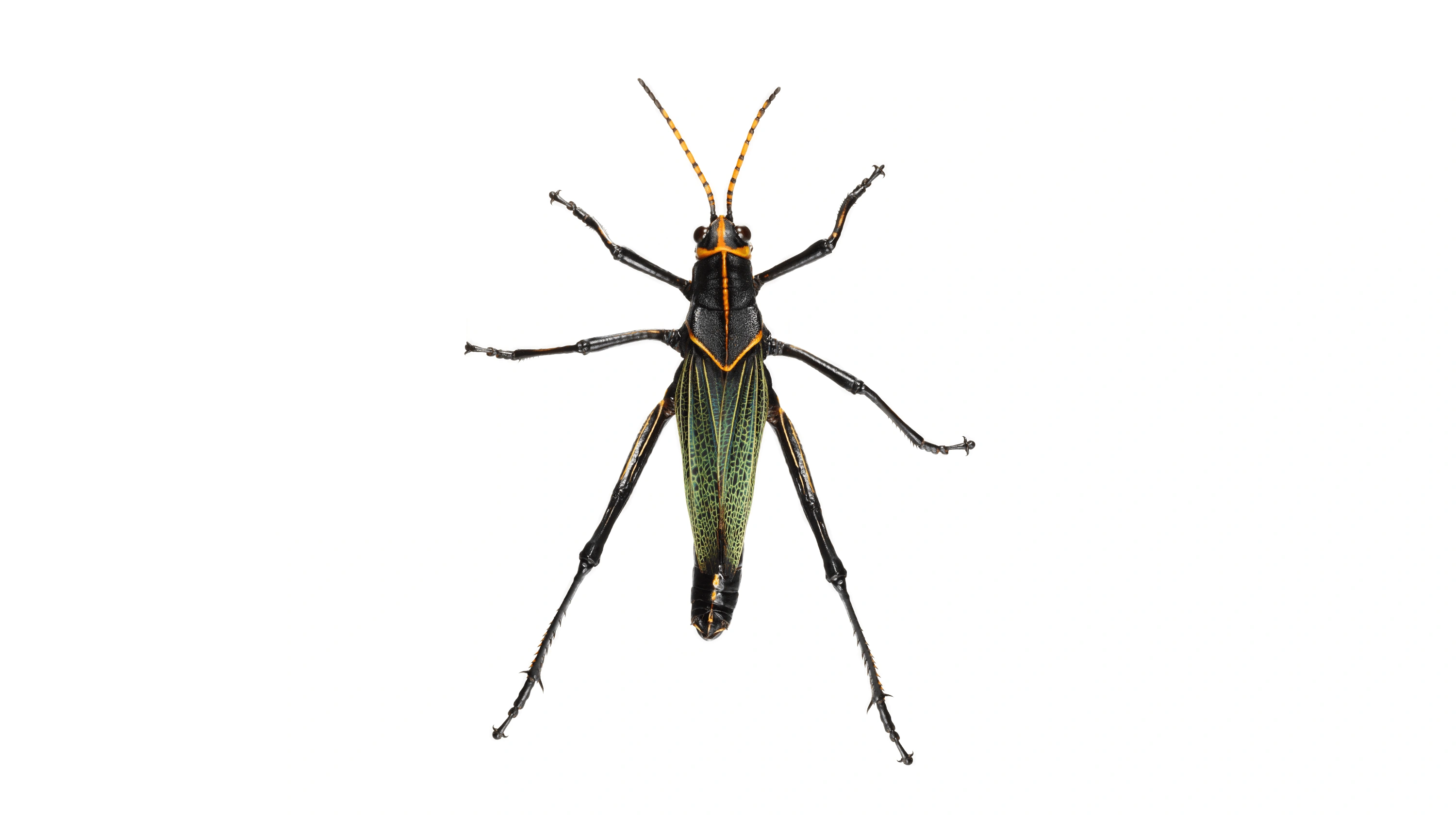 Andrew Zuckerman - Insect - 40