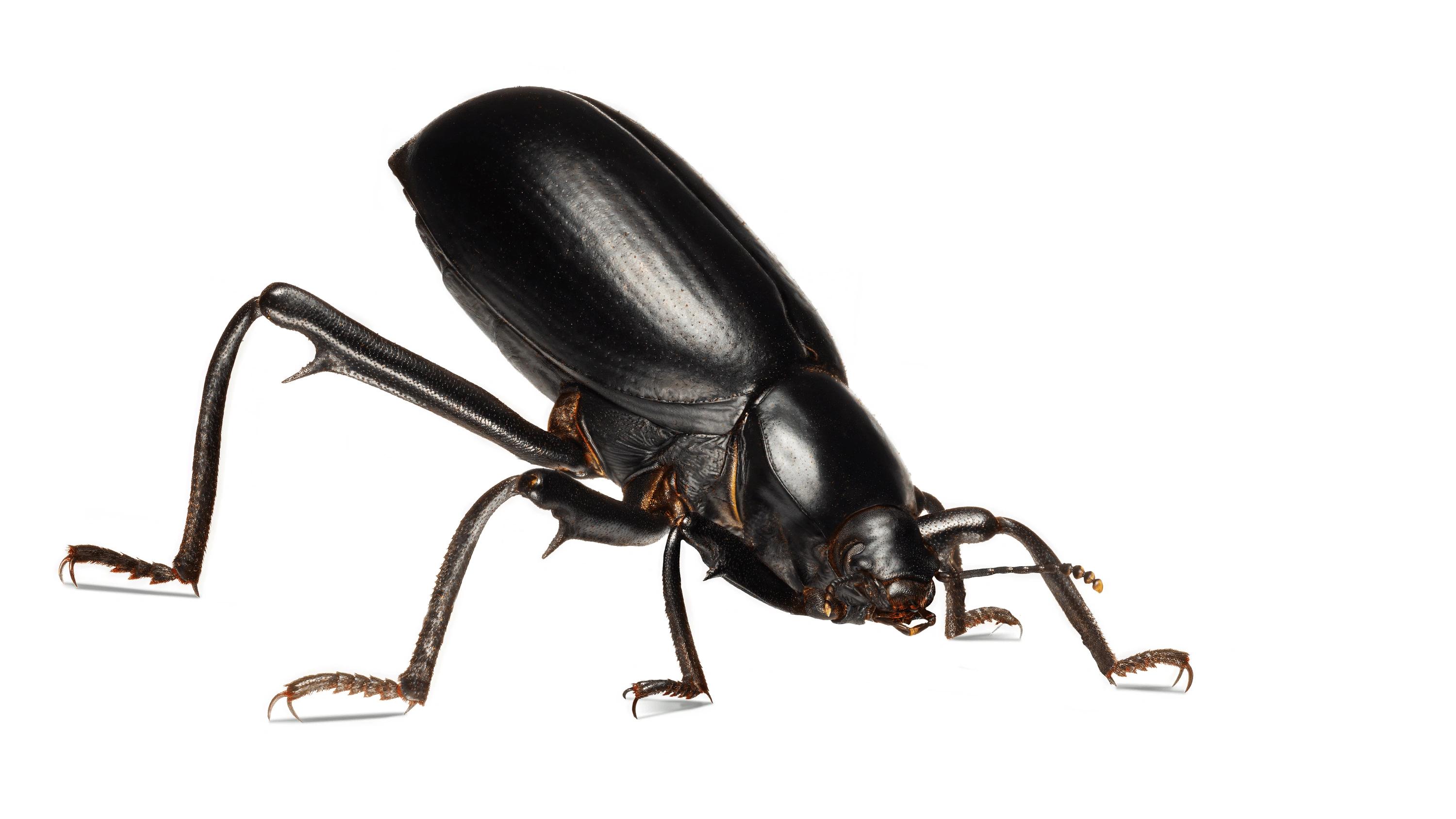 Andrew Zuckerman - Insect - 47