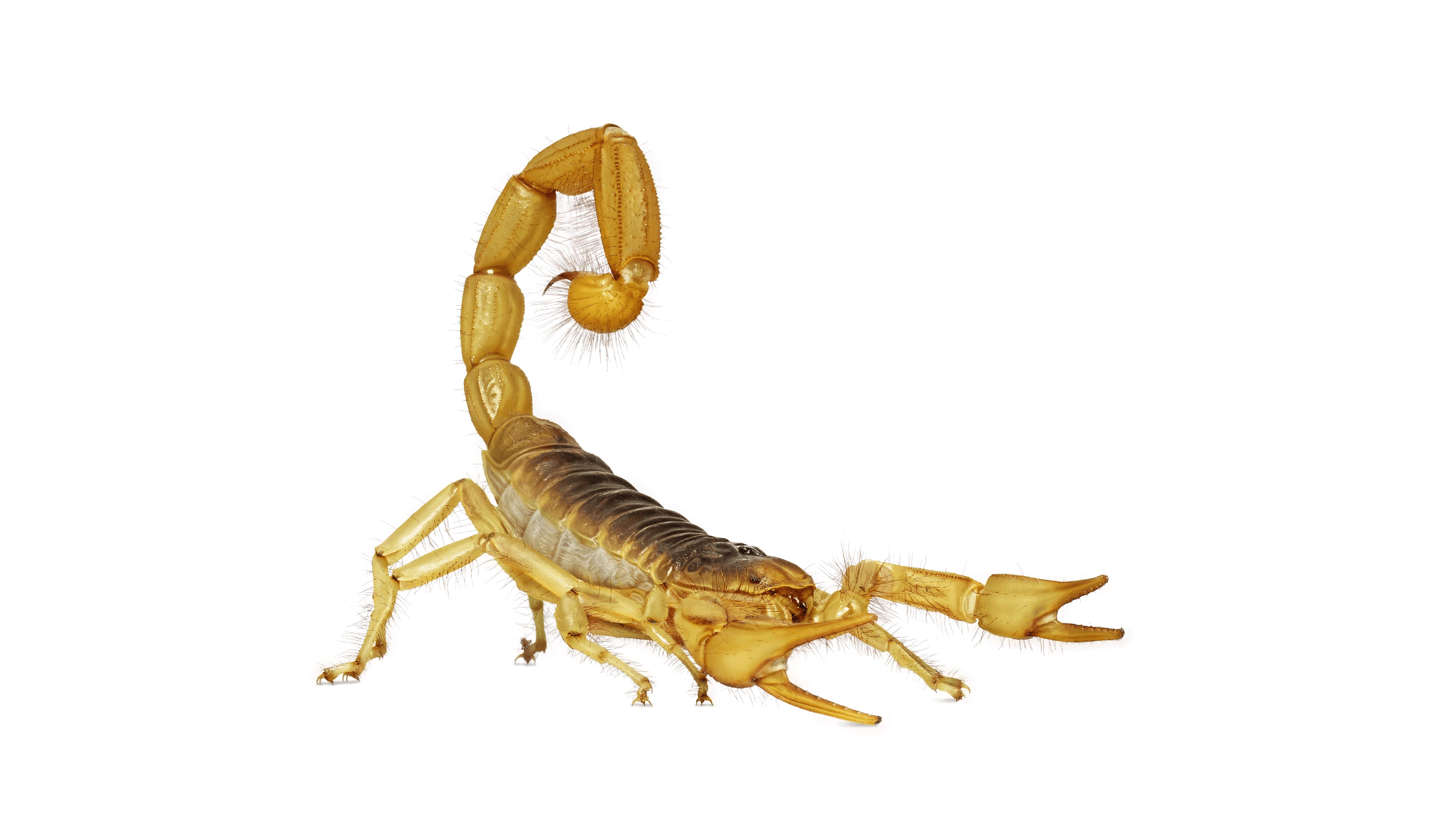 Andrew Zuckerman - Insect - 44