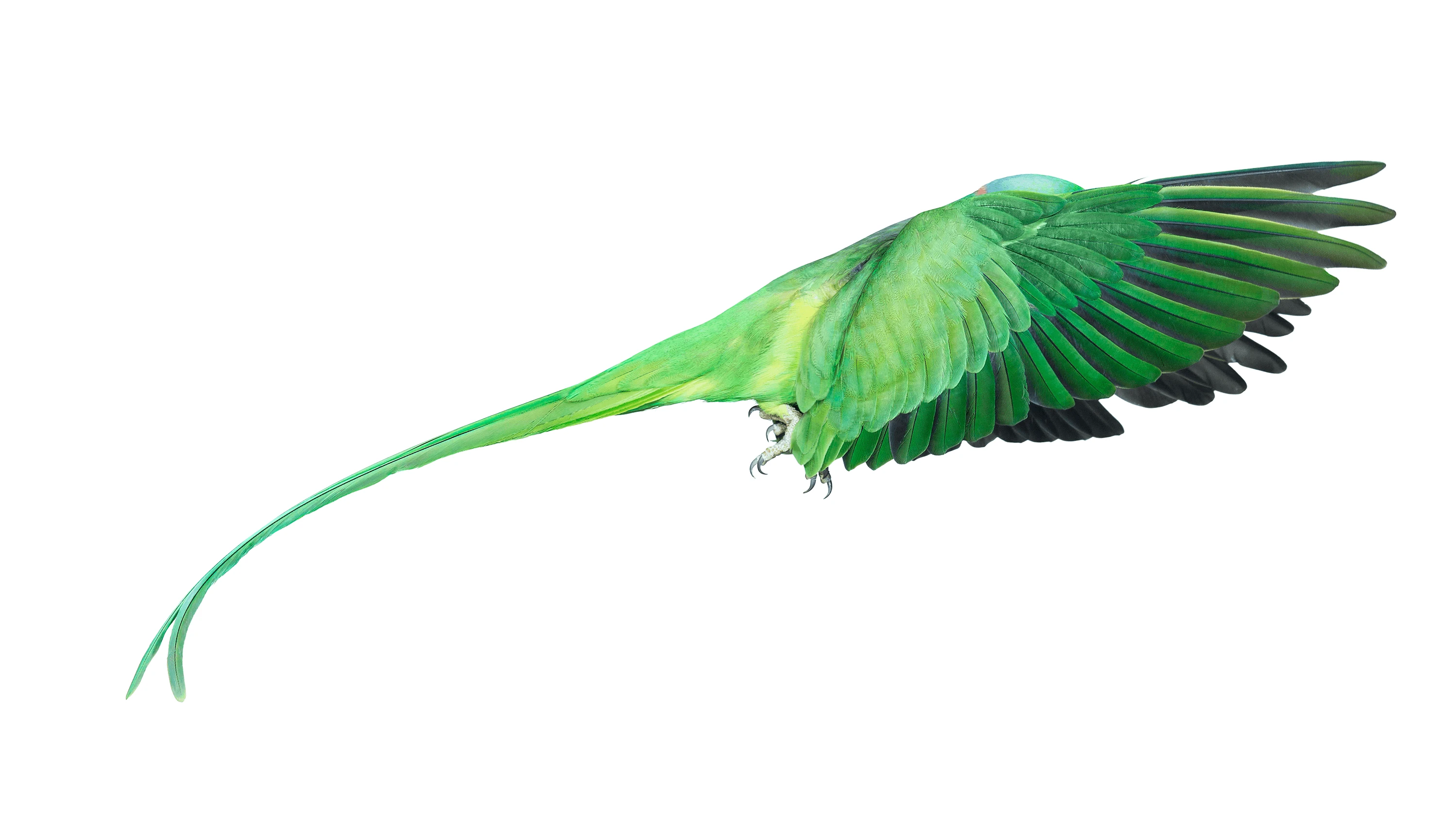 Andrew Zuckerman - Bird - 1